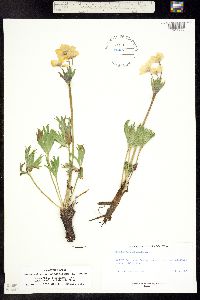 Anemonastrum narcissiflorum subsp. zephyrum image