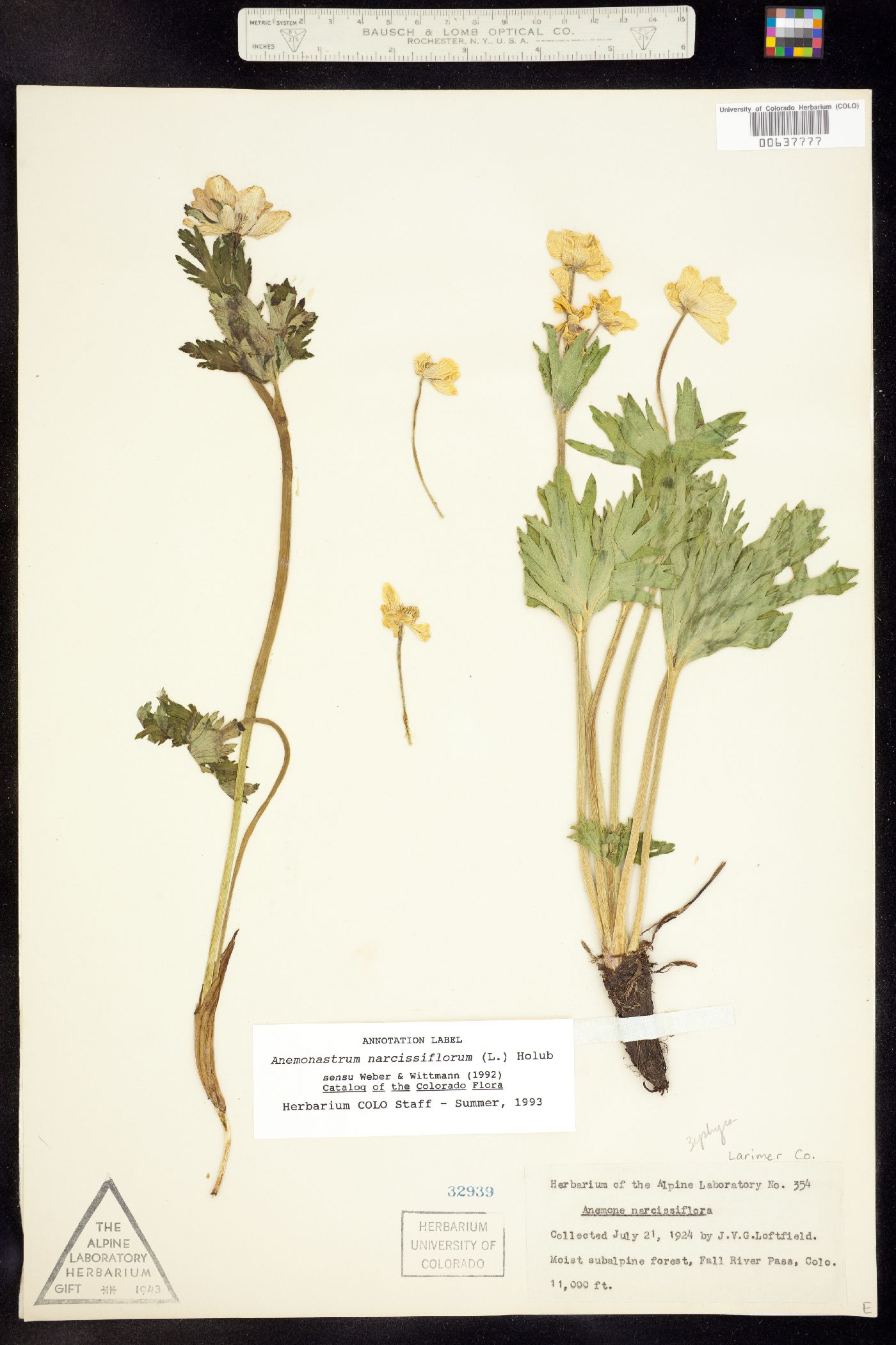 Anemone narcissiflora var. zephyra image
