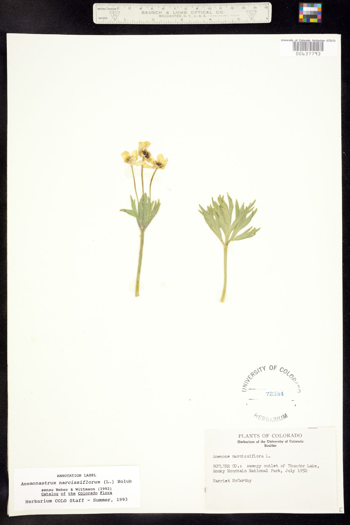 Anemonastrum image
