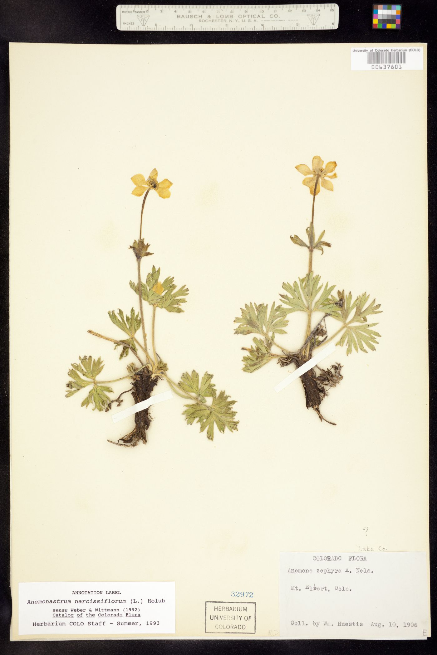 Anemone narcissiflora var. zephyra image