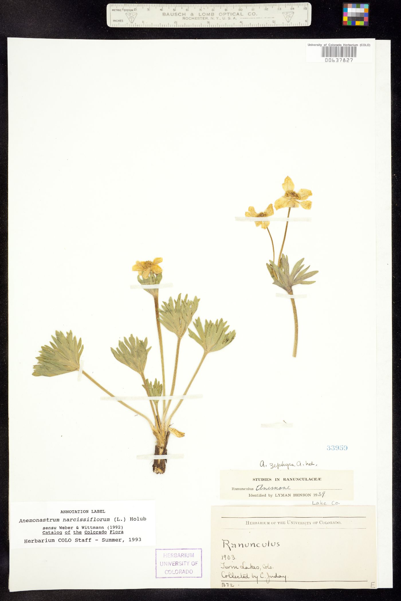 Anemonastrum narcissiflorum subsp. zephyrum image