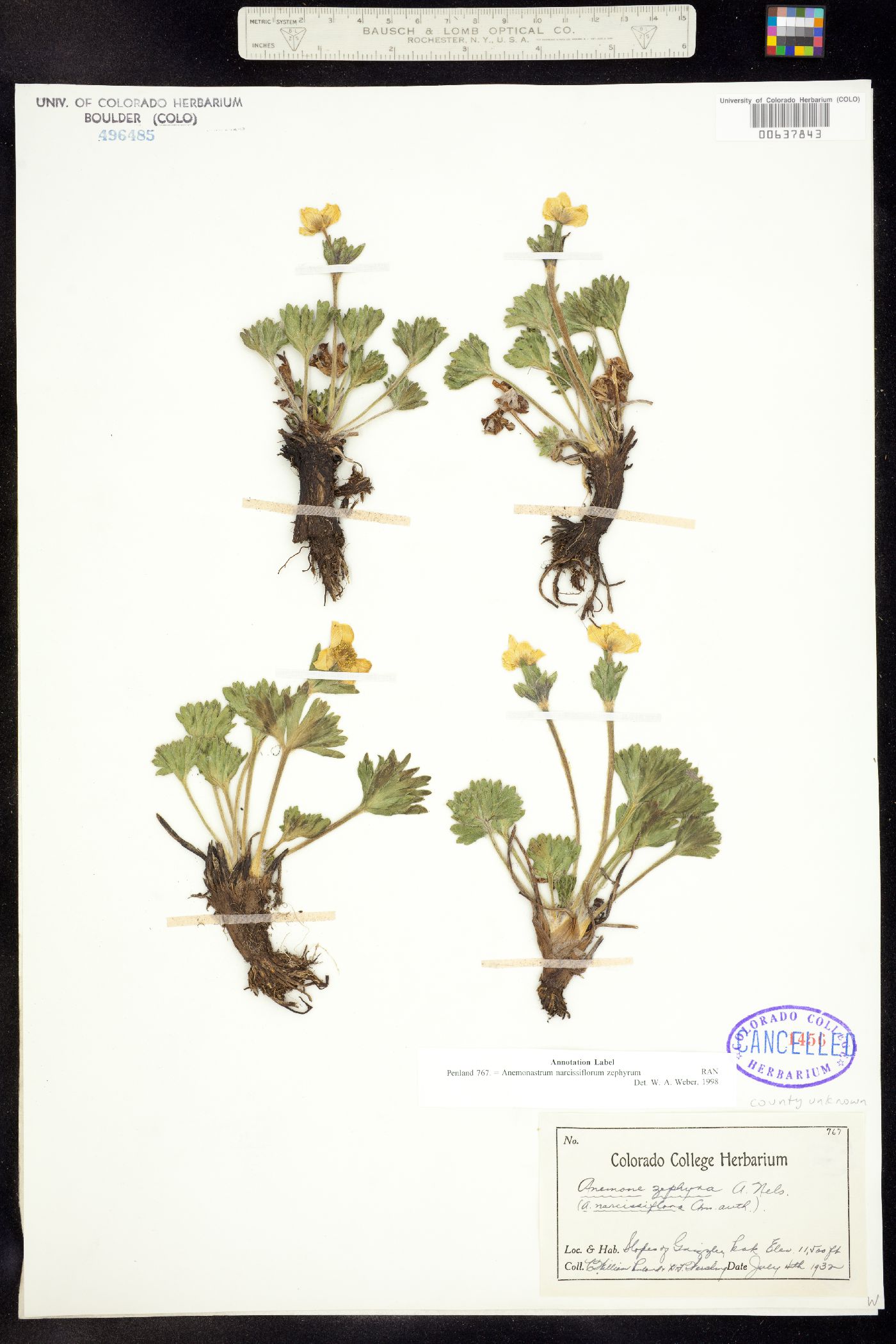 Anemonastrum narcissiflorum image