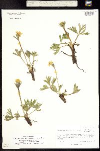 Anemonastrum narcissiflorum subsp. zephyrum image