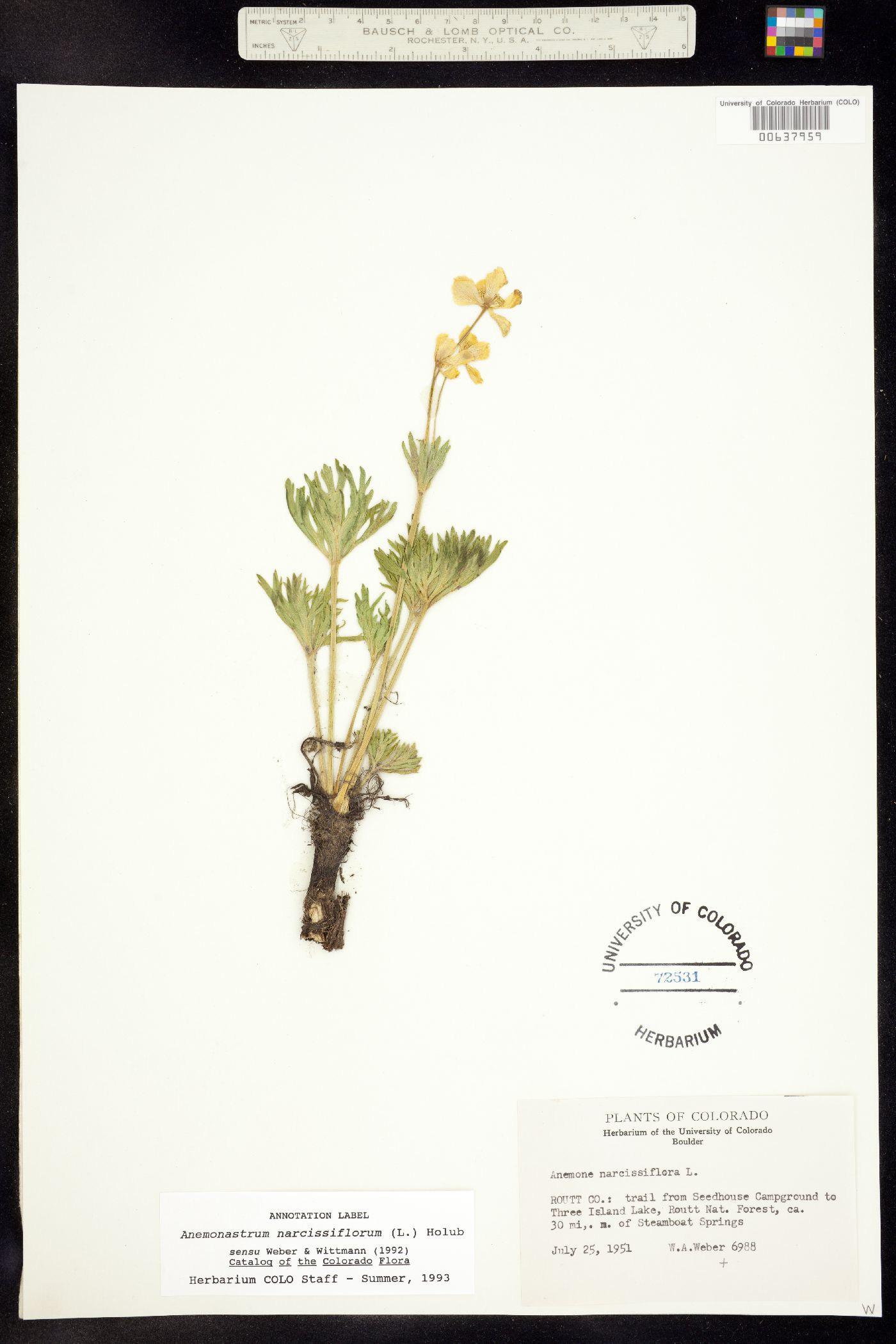 Anemonastrum narcissiflorum subsp. zephyrum image