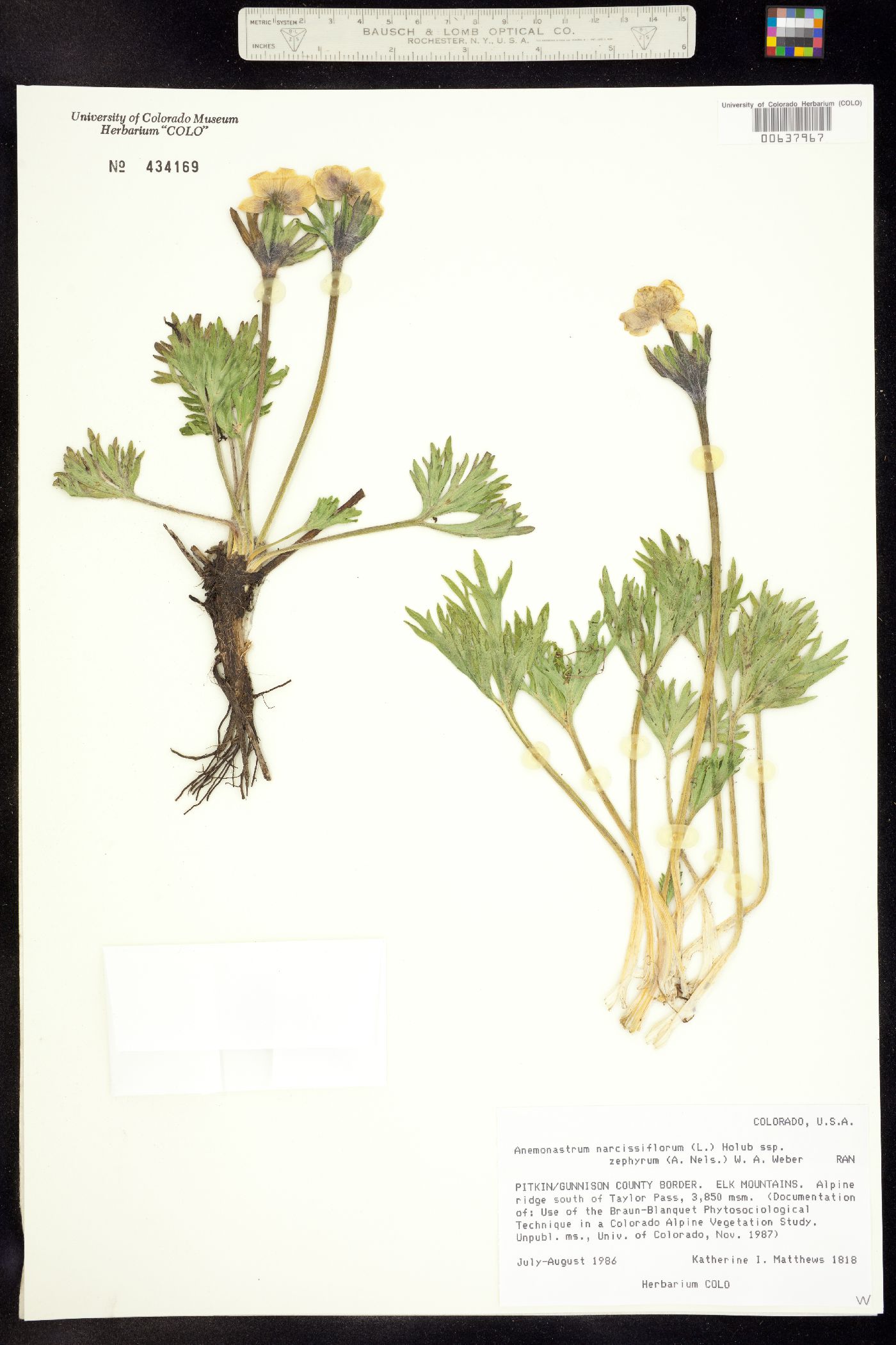 Anemone narcissiflora var. zephyra image