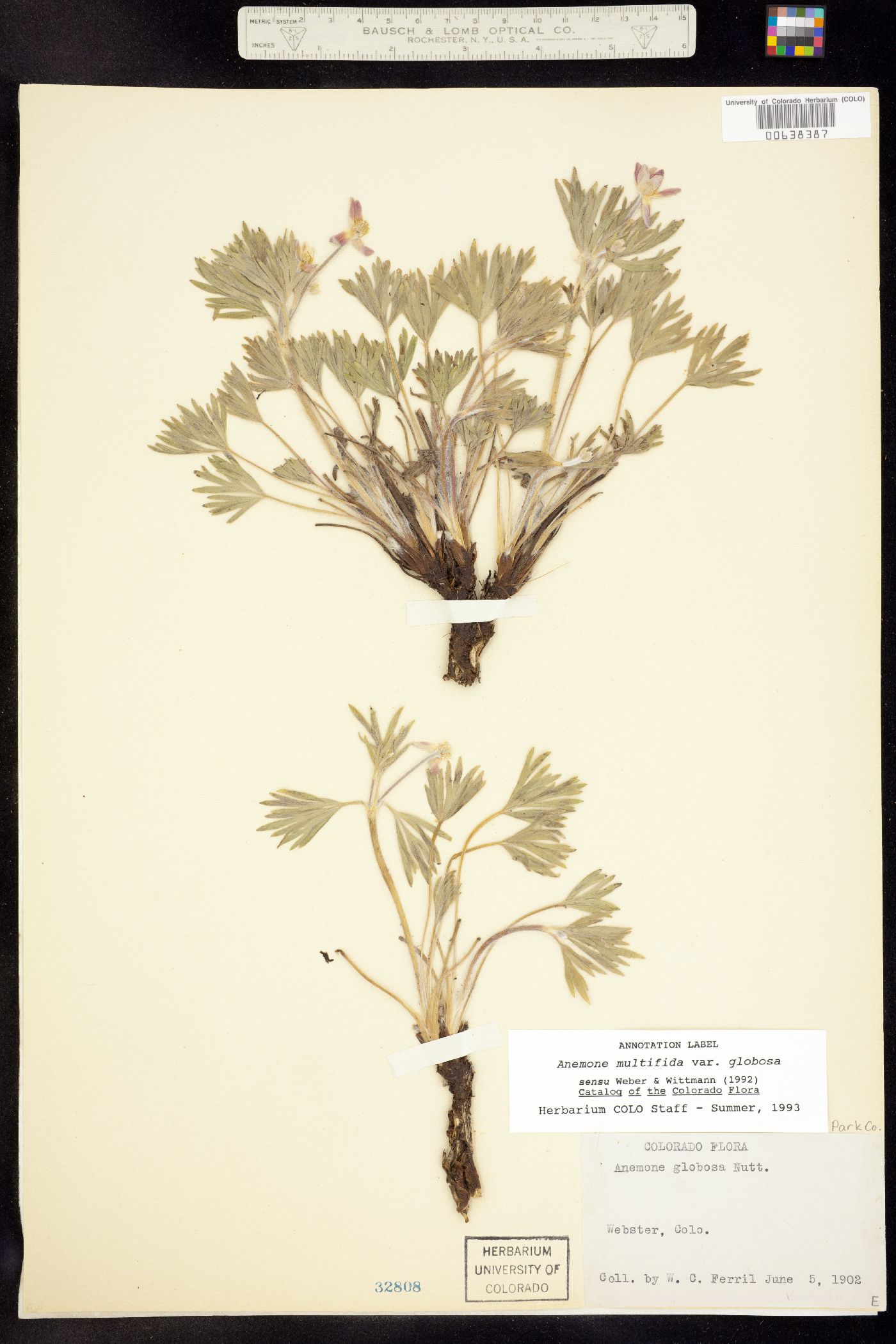 Anemone multifida var. multifida image