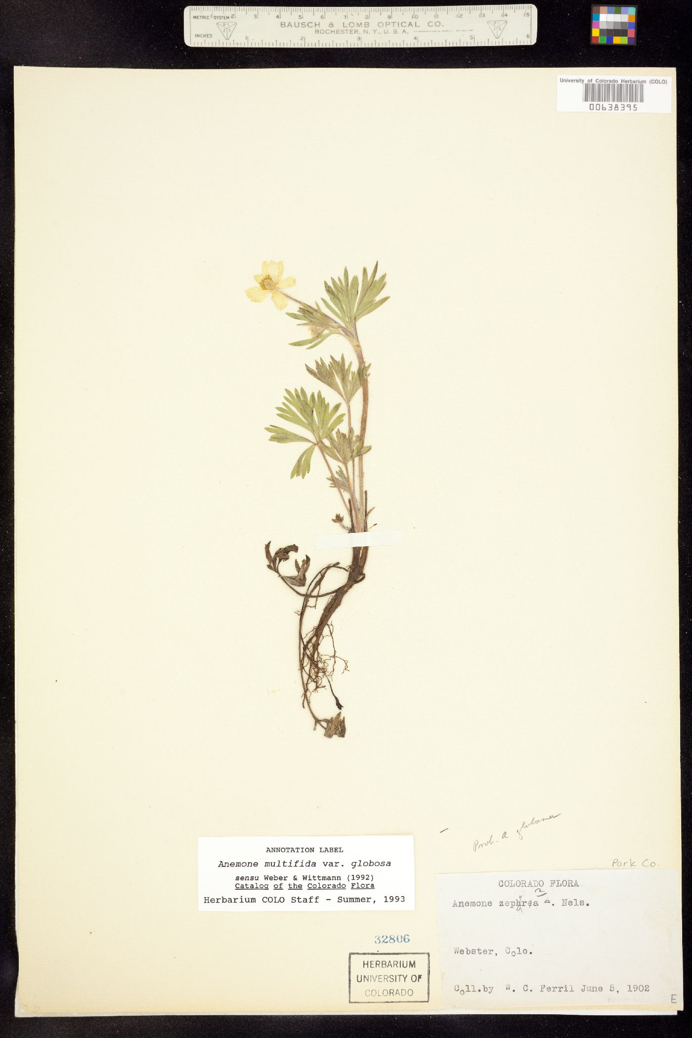 Anemone multifida var. hudsoniana image