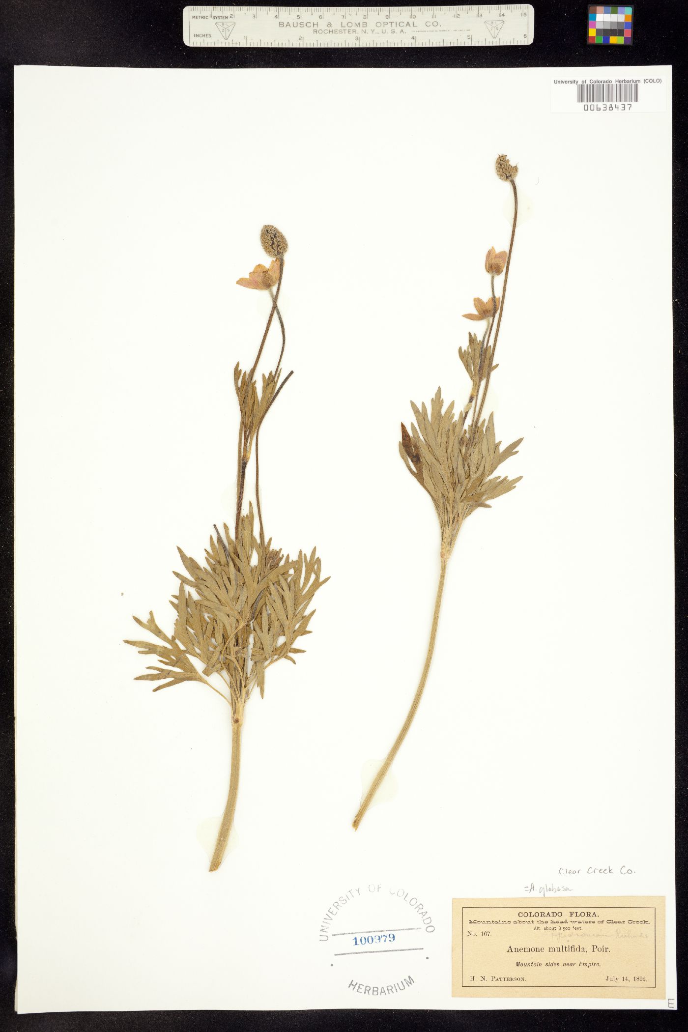 Anemone multifida var. multifida image