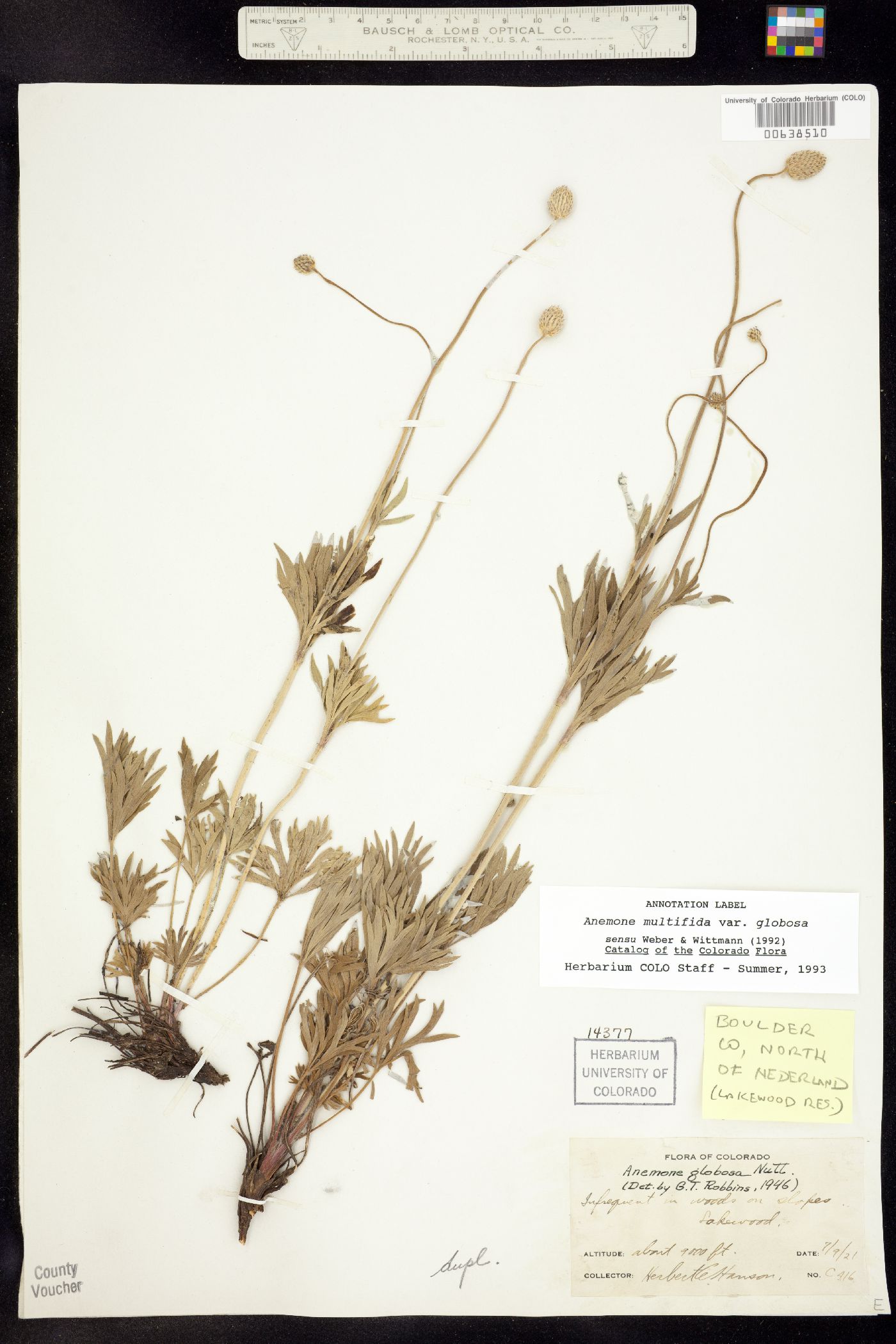 Anemone multifida image