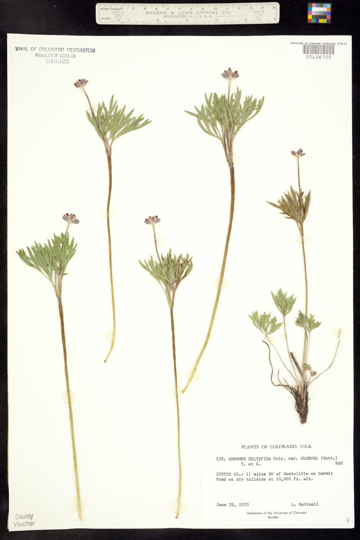 Anemone multifida image