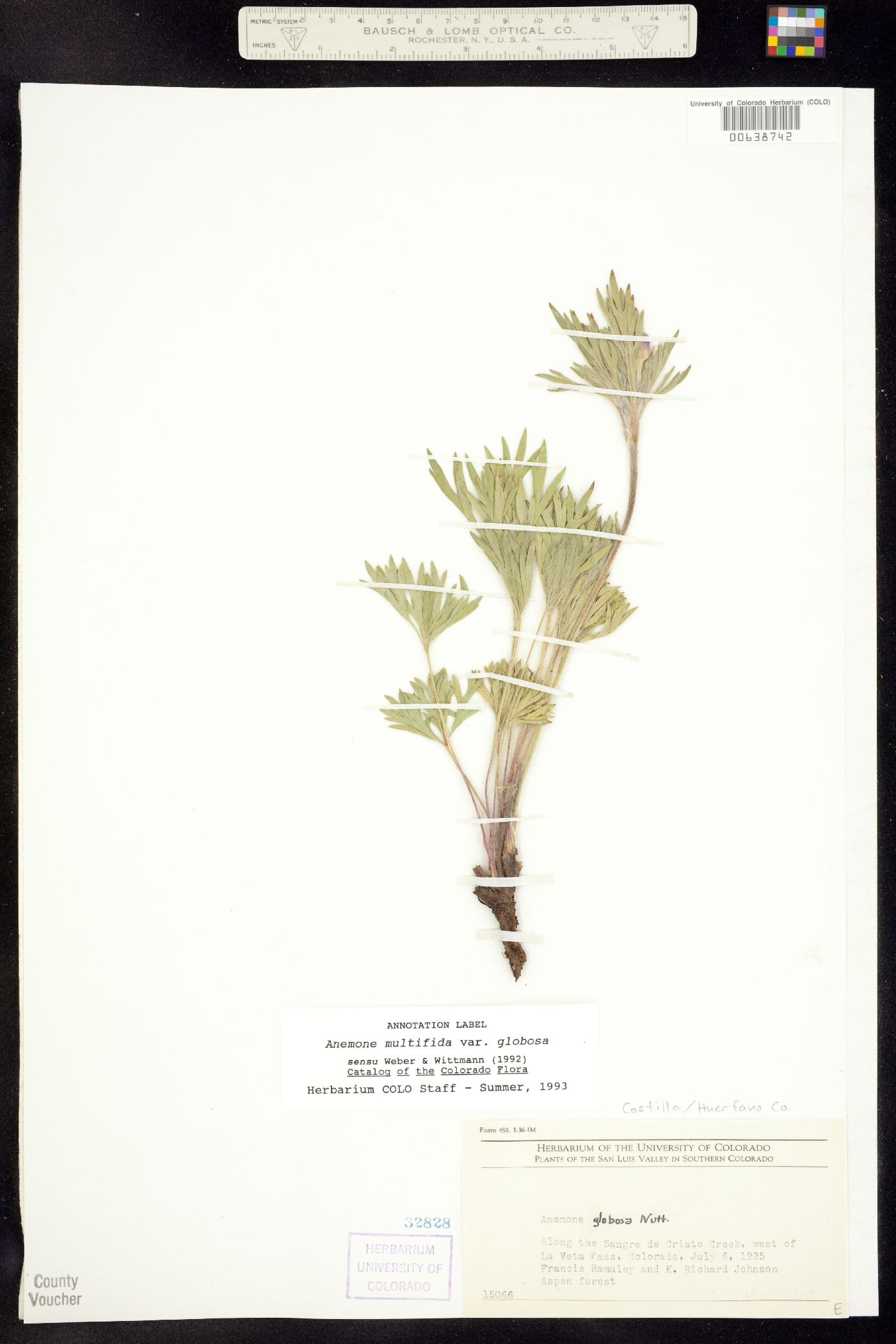 Anemone multifida var. multifida image