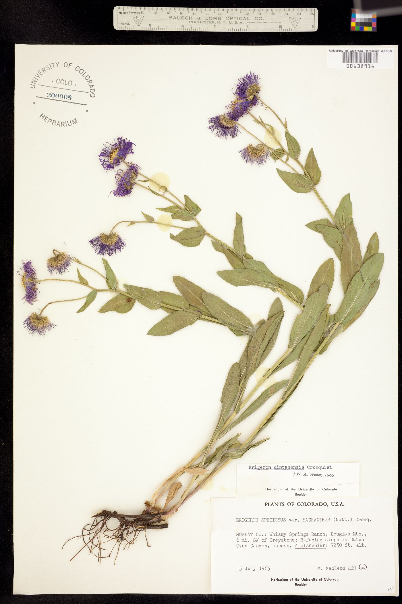 Erigeron uintahensis image