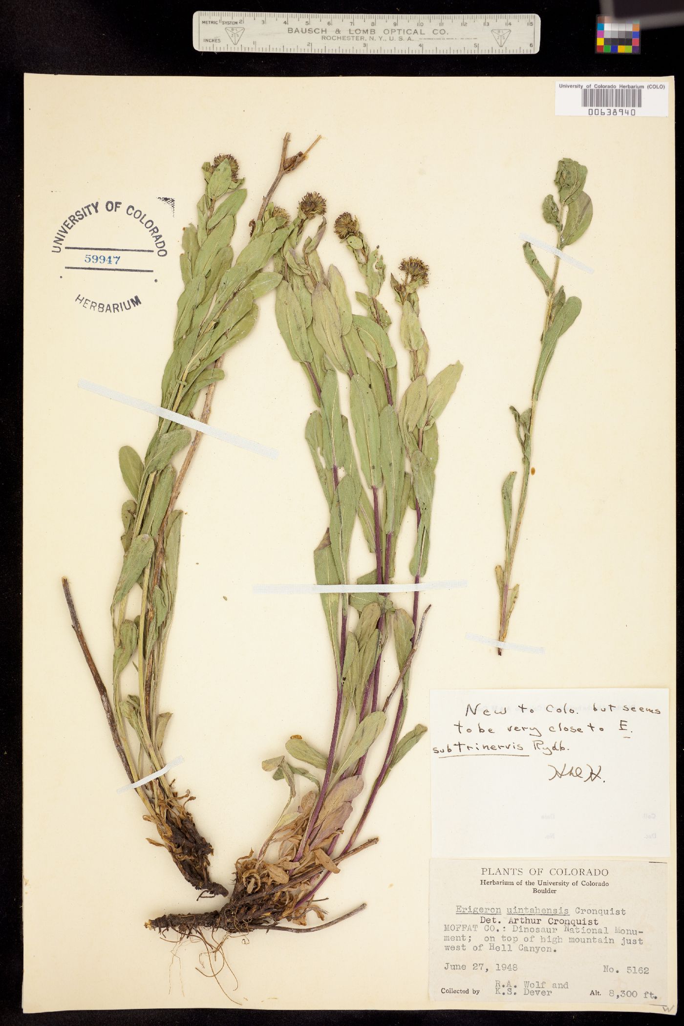 Erigeron uintahensis image