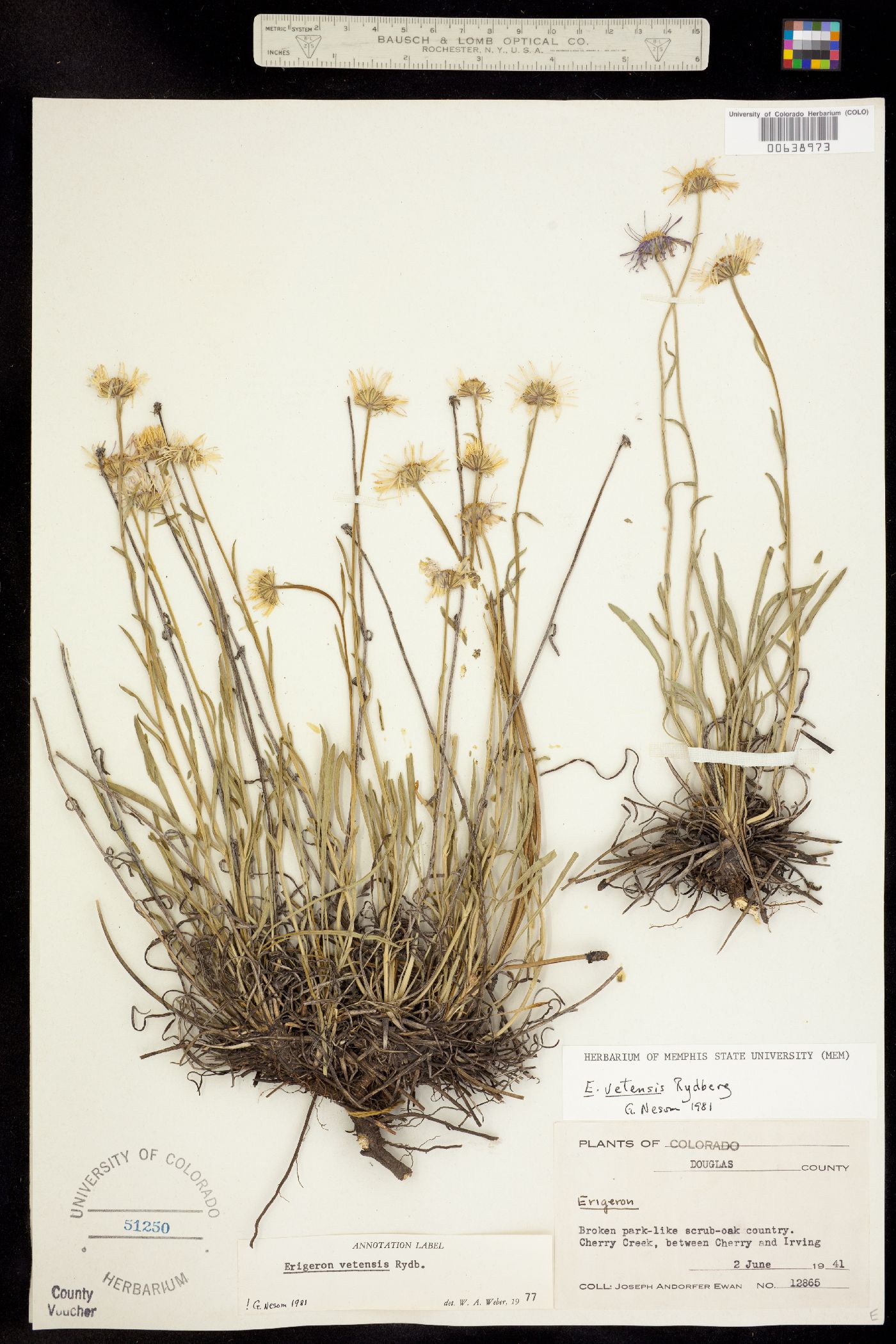 Erigeron vetensis image