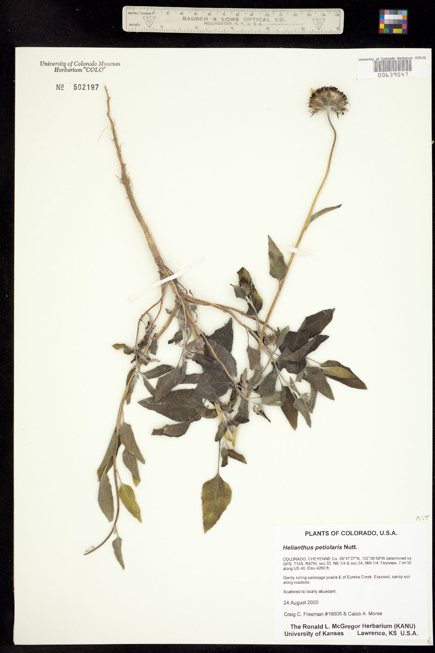 Helianthus petiolaris image
