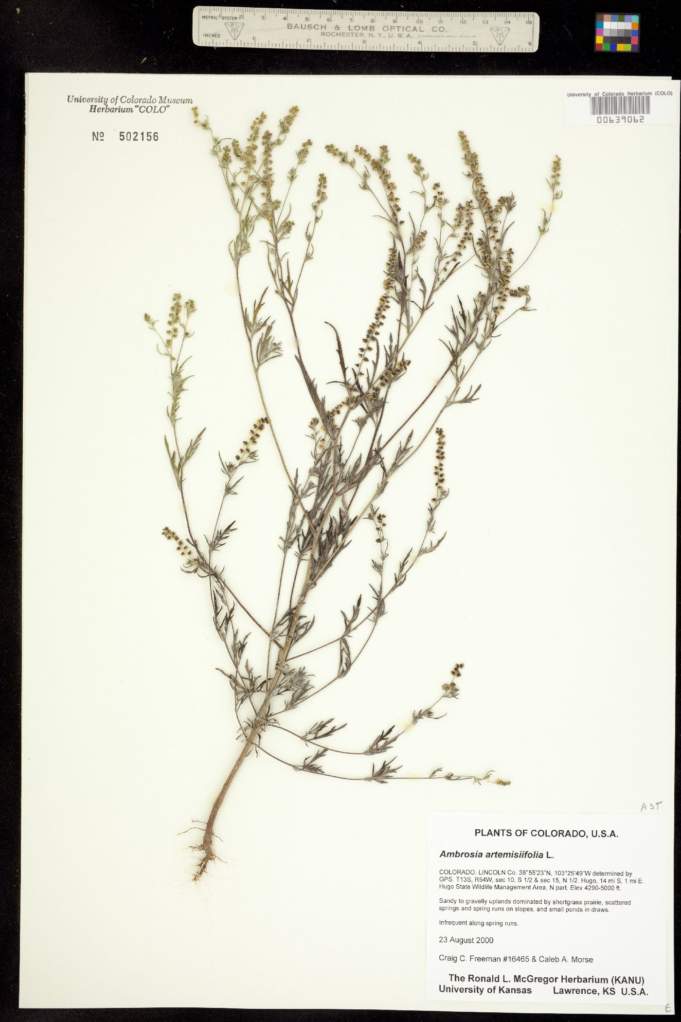 Ambrosia image