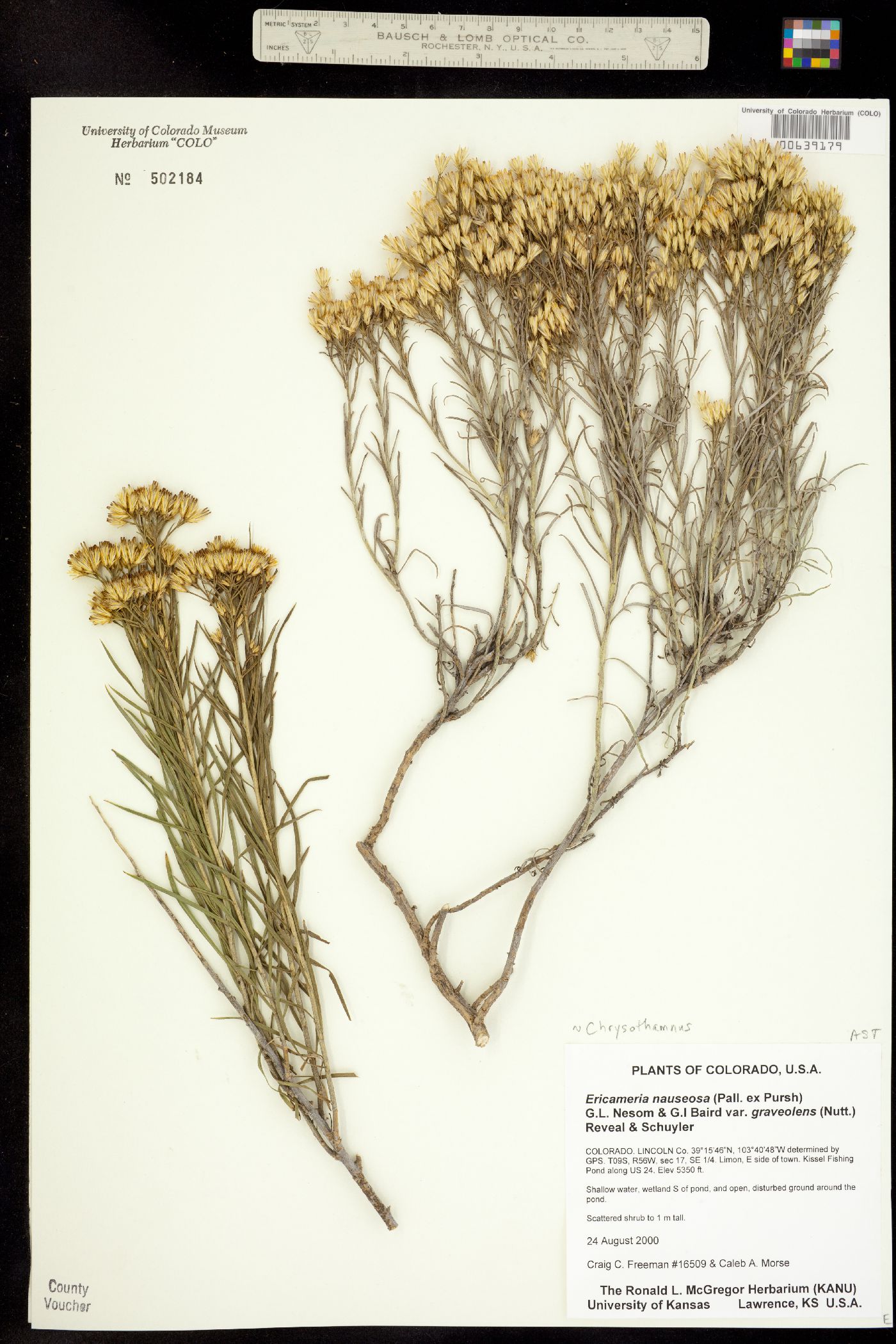Chrysothamnus nauseosus ssp. graveolens image
