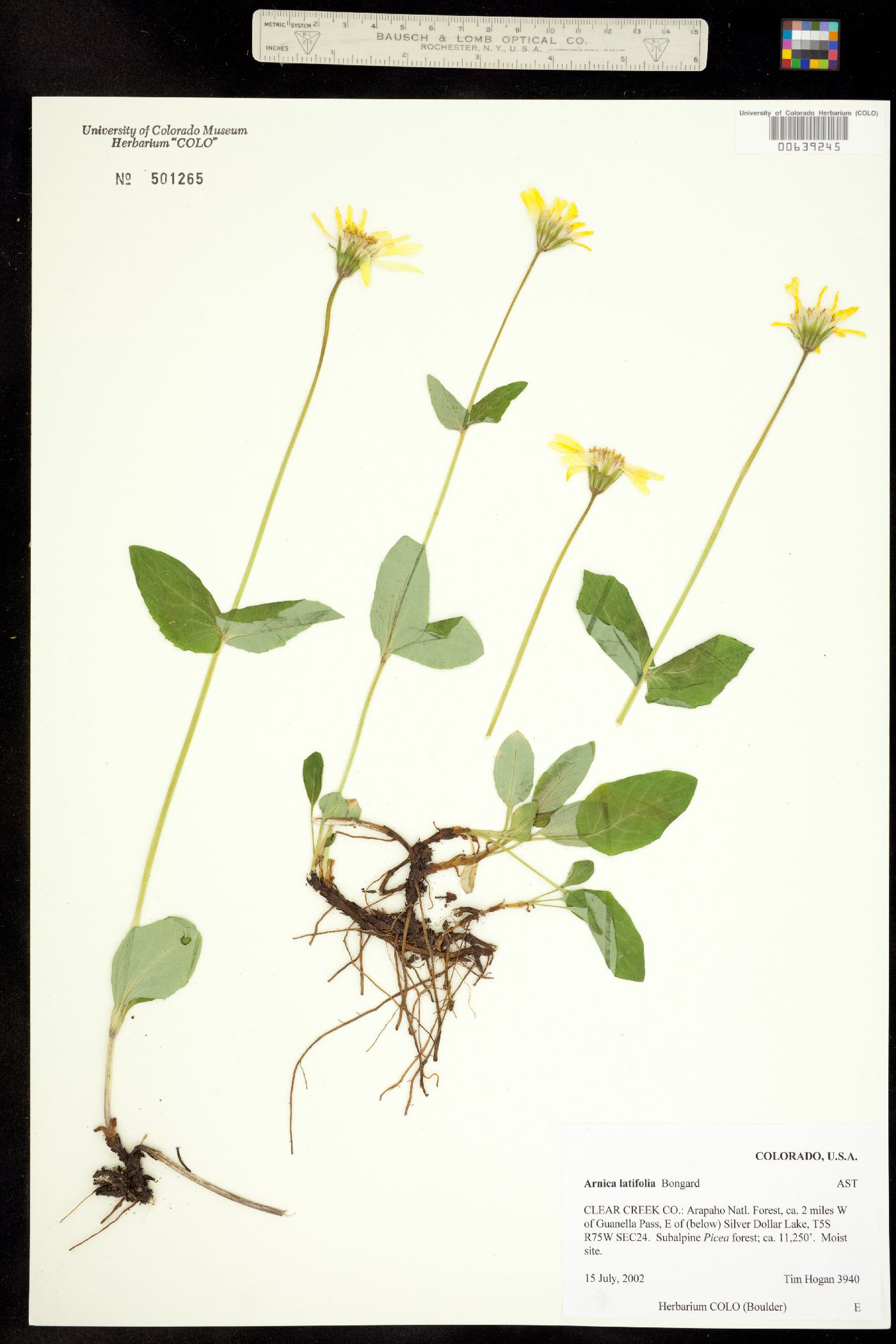 Arnica latifolia image