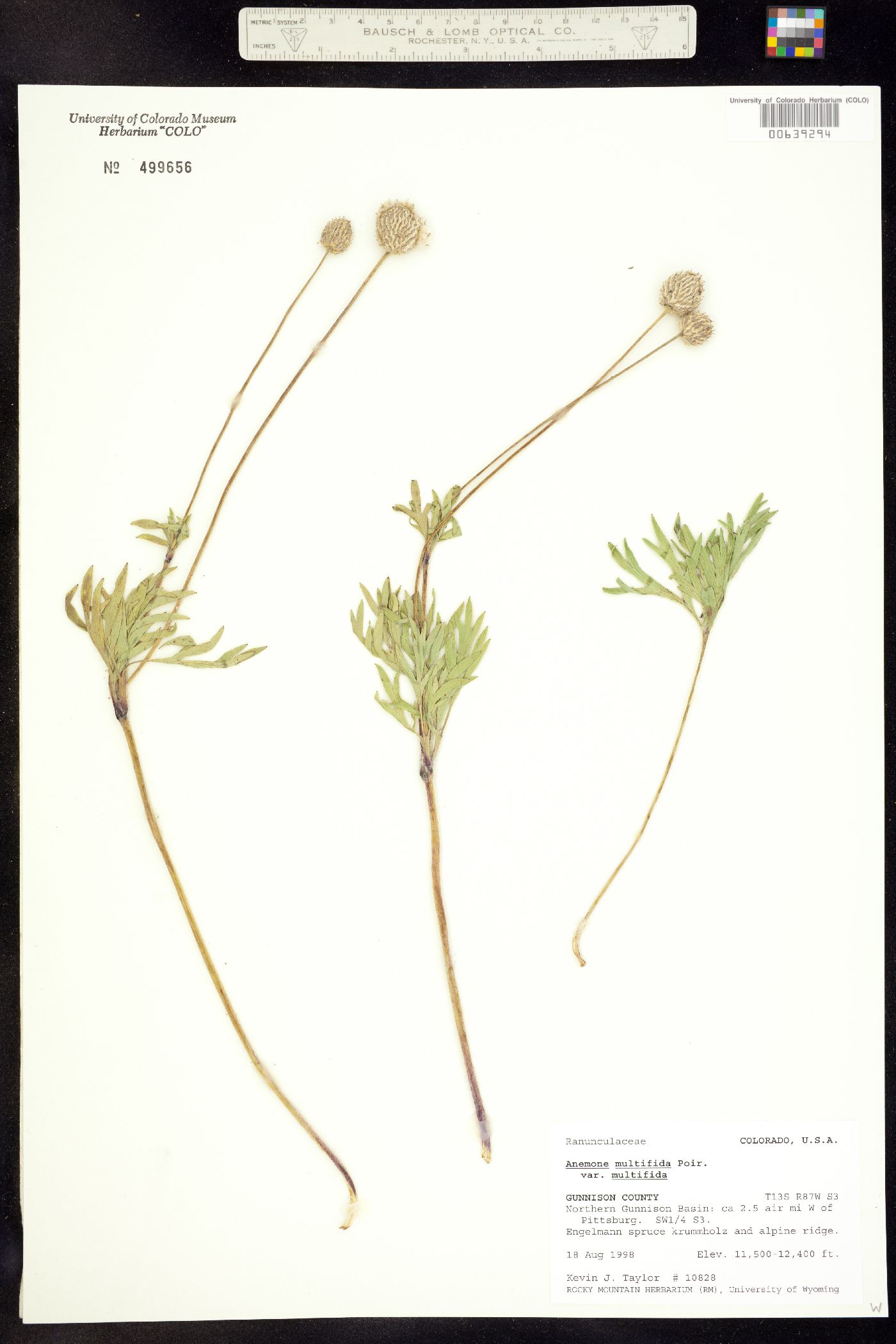 Anemone multifida image