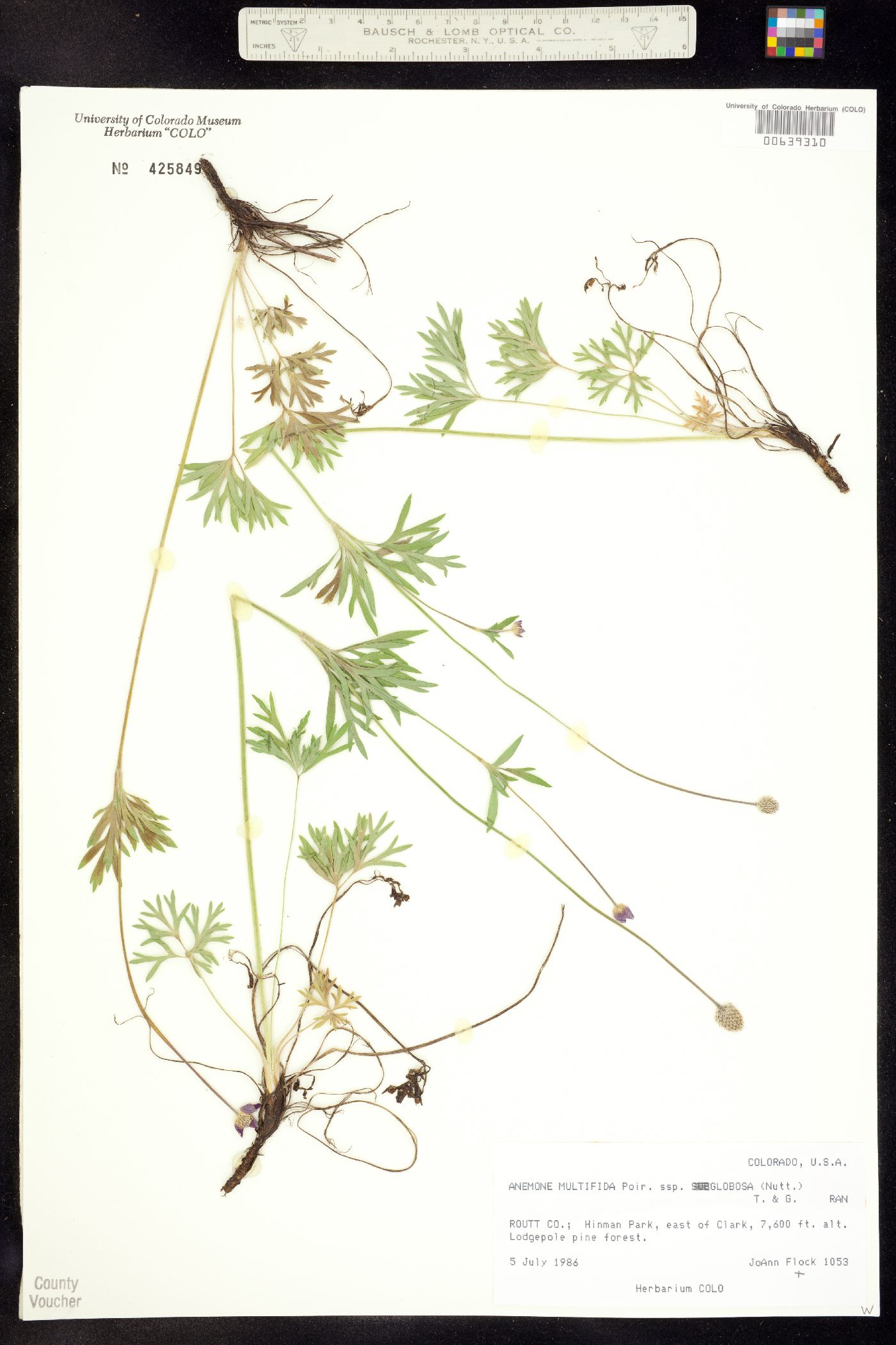 Anemone multifida image