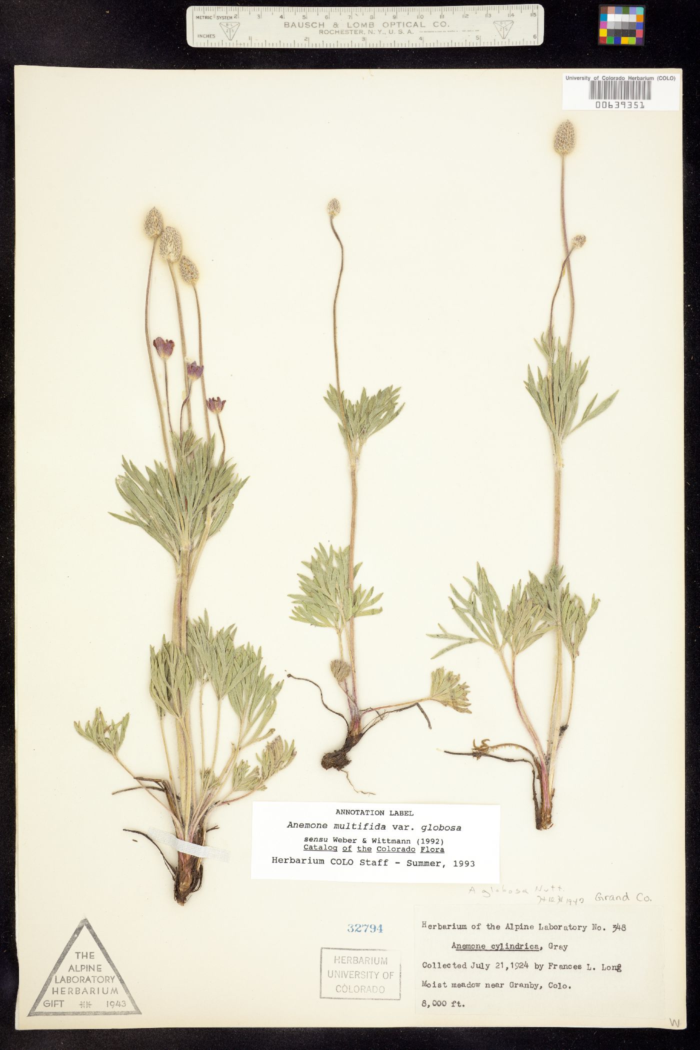 Anemone multifida var. multifida image