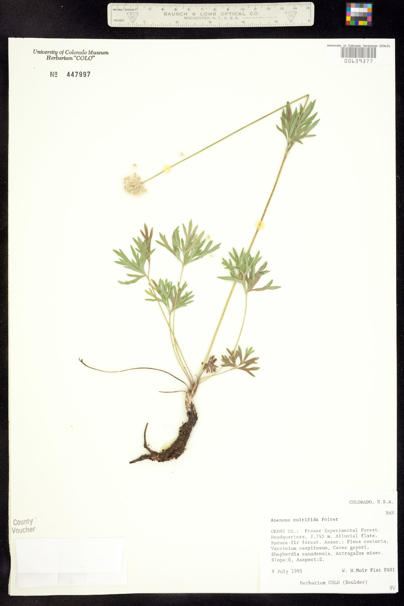 Anemone multifida var. multifida image