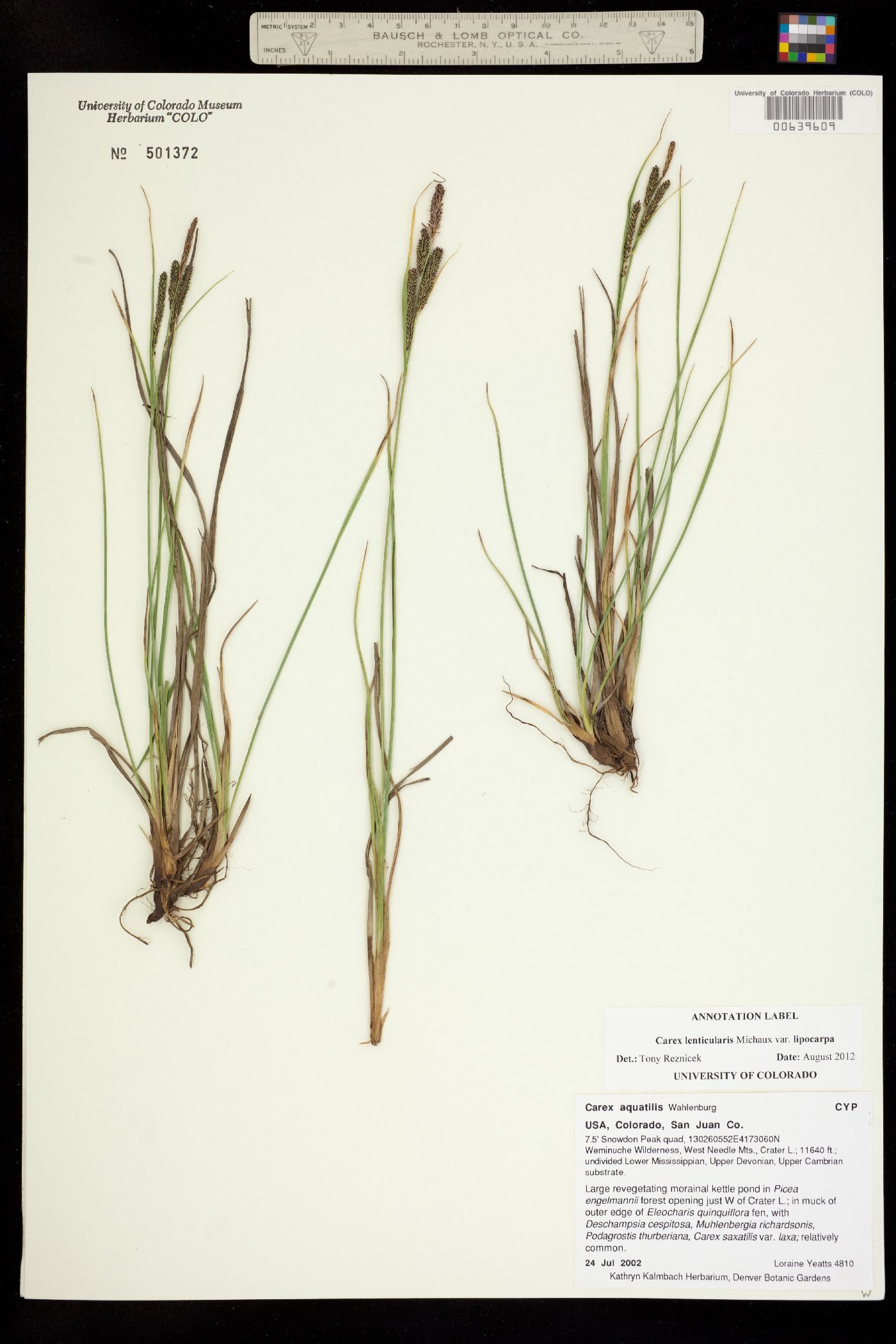 Carex lenticularis var. lipocarpa image