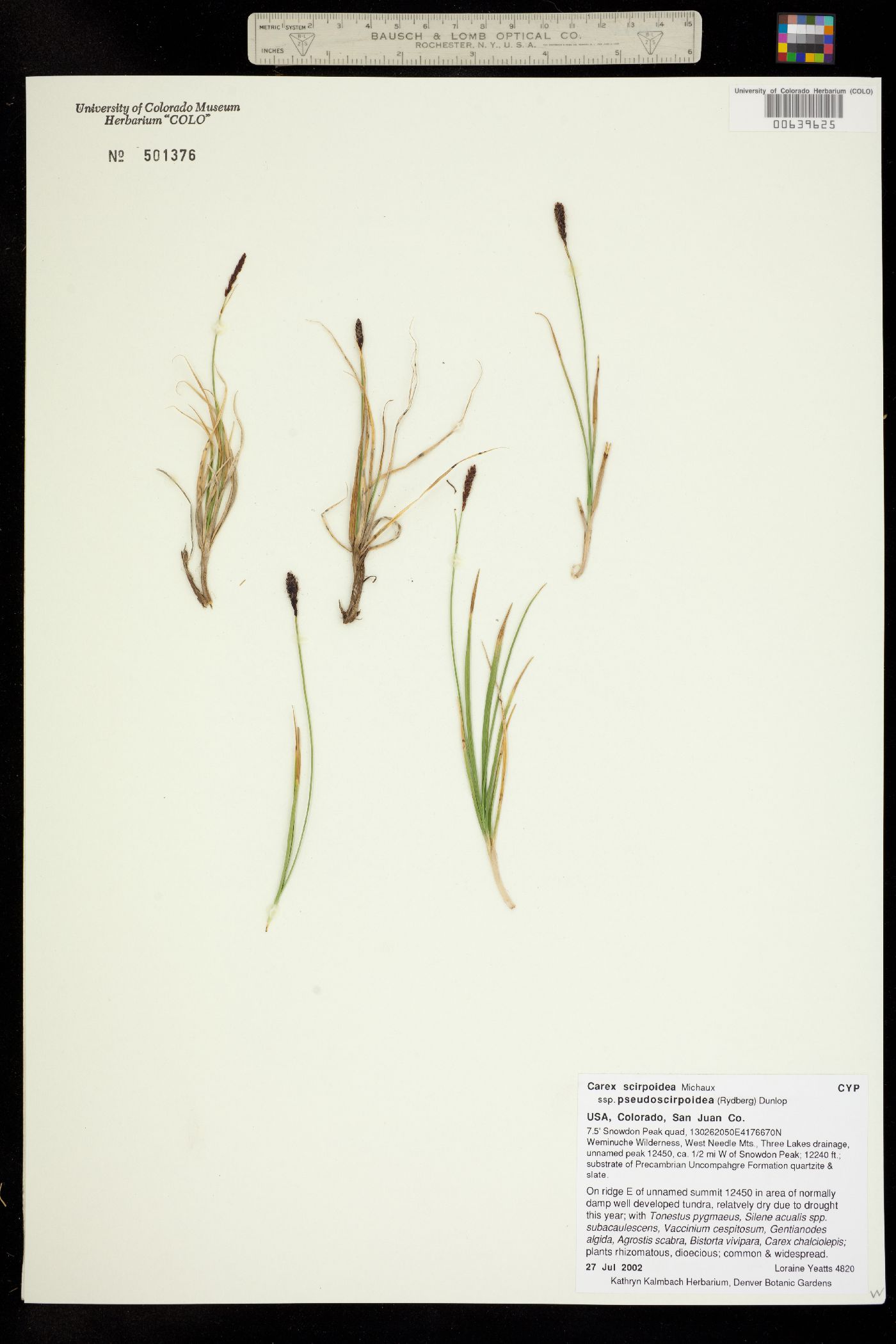 Carex scirpoidea ssp. pseudoscirpoidea image