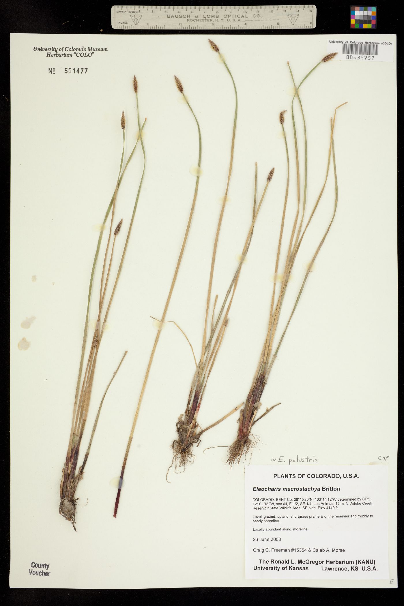 Eleocharis palustris image