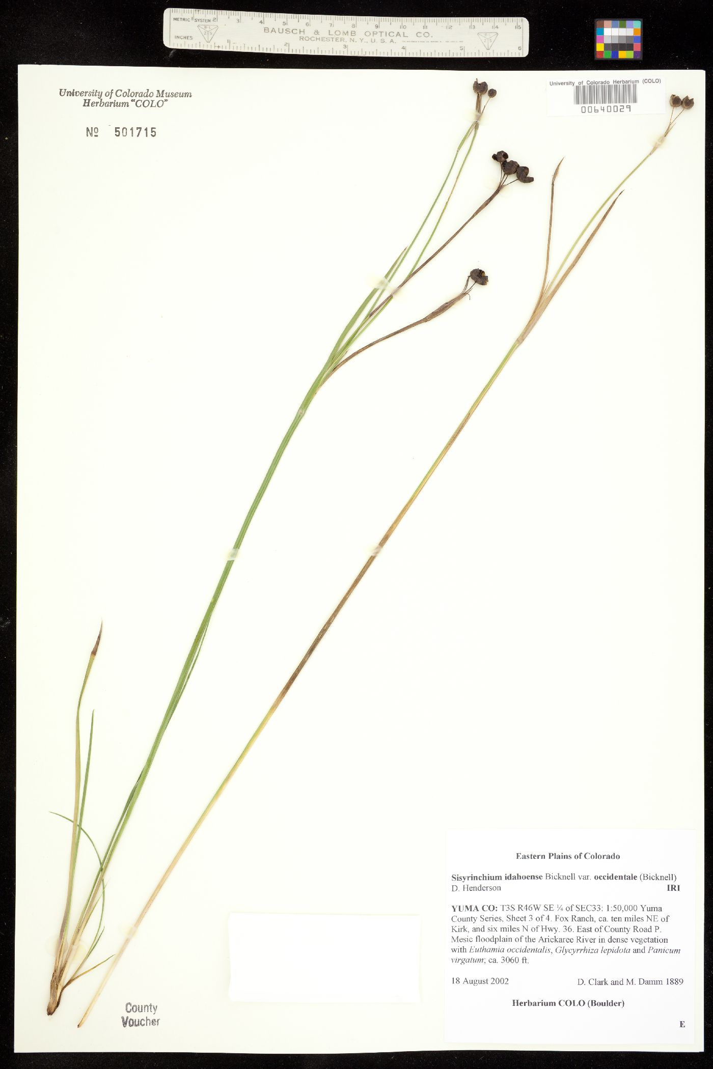 Sisyrinchium idahoense image