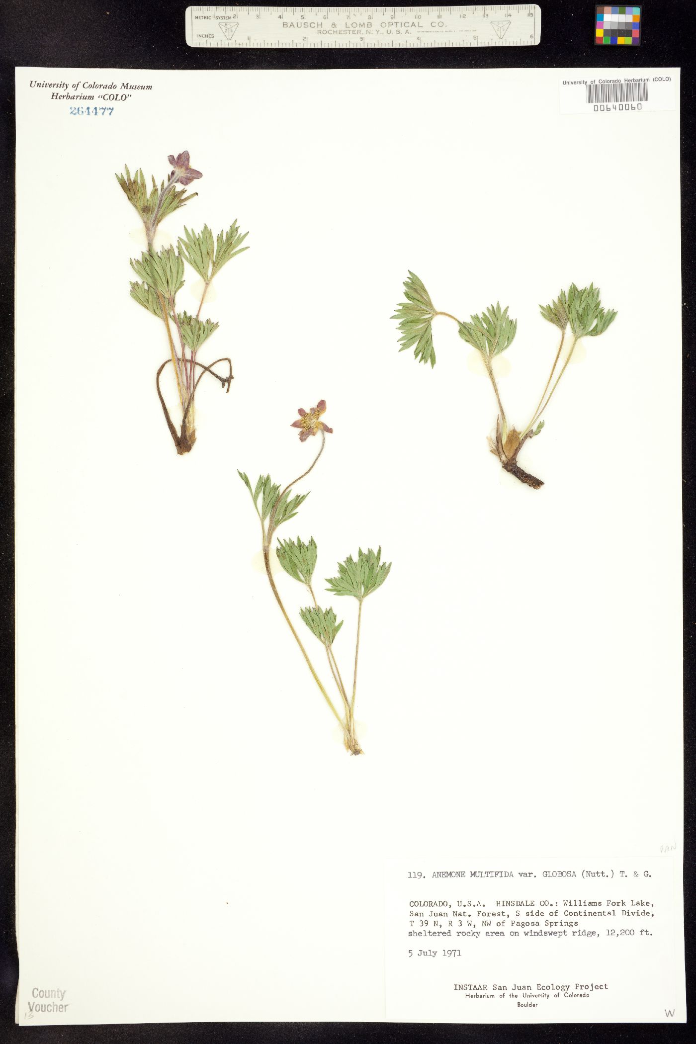 Anemone multifida var. multifida image