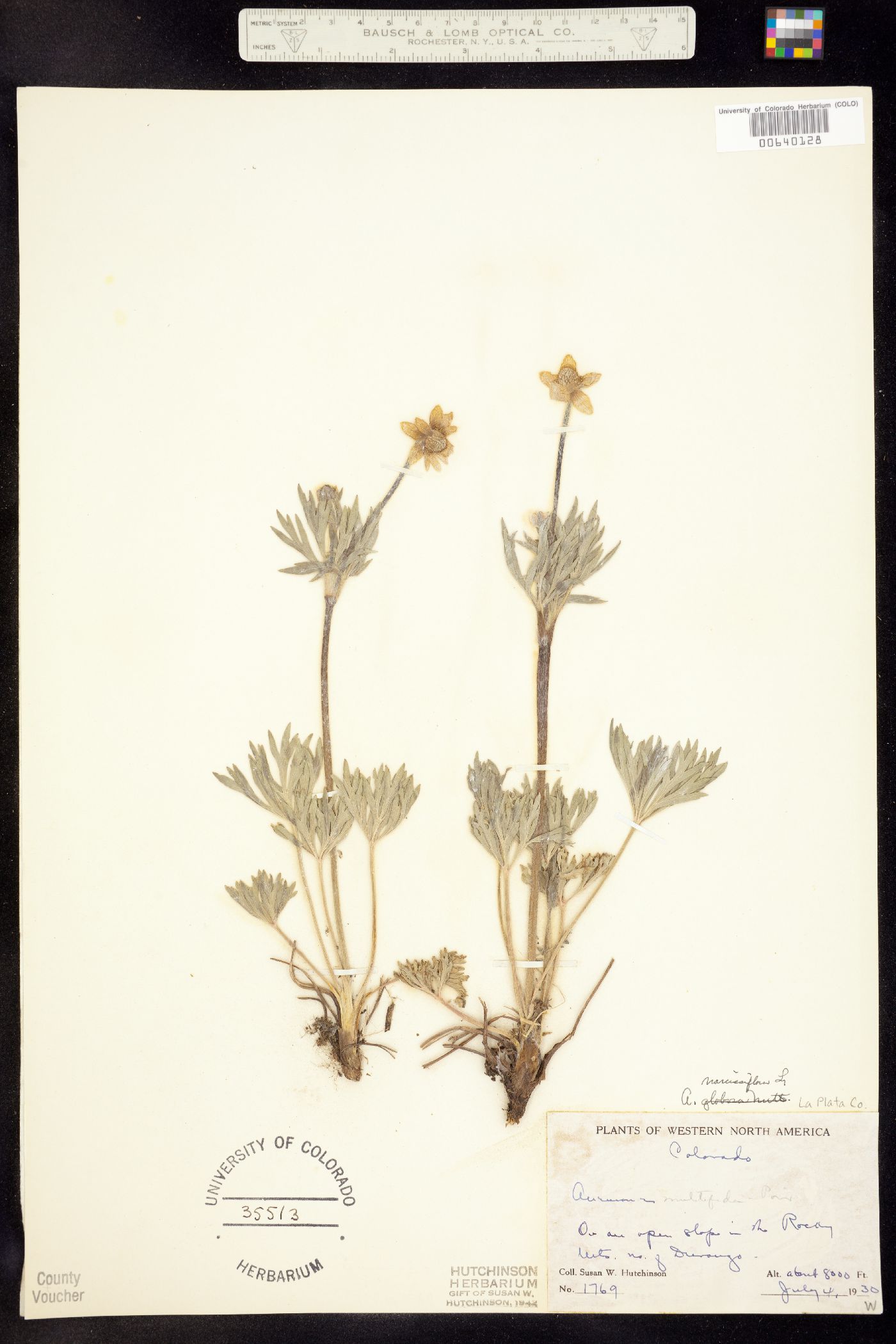 Anemone multifida var. hudsoniana image