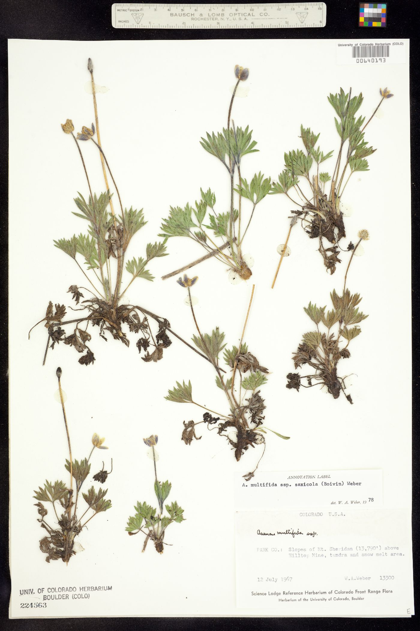 Anemone multifida subsp. saxicola image