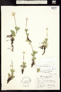 Anemone multifida subsp. saxicola image