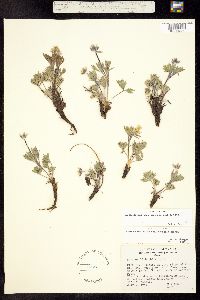 Anemone multifida subsp. saxicola image