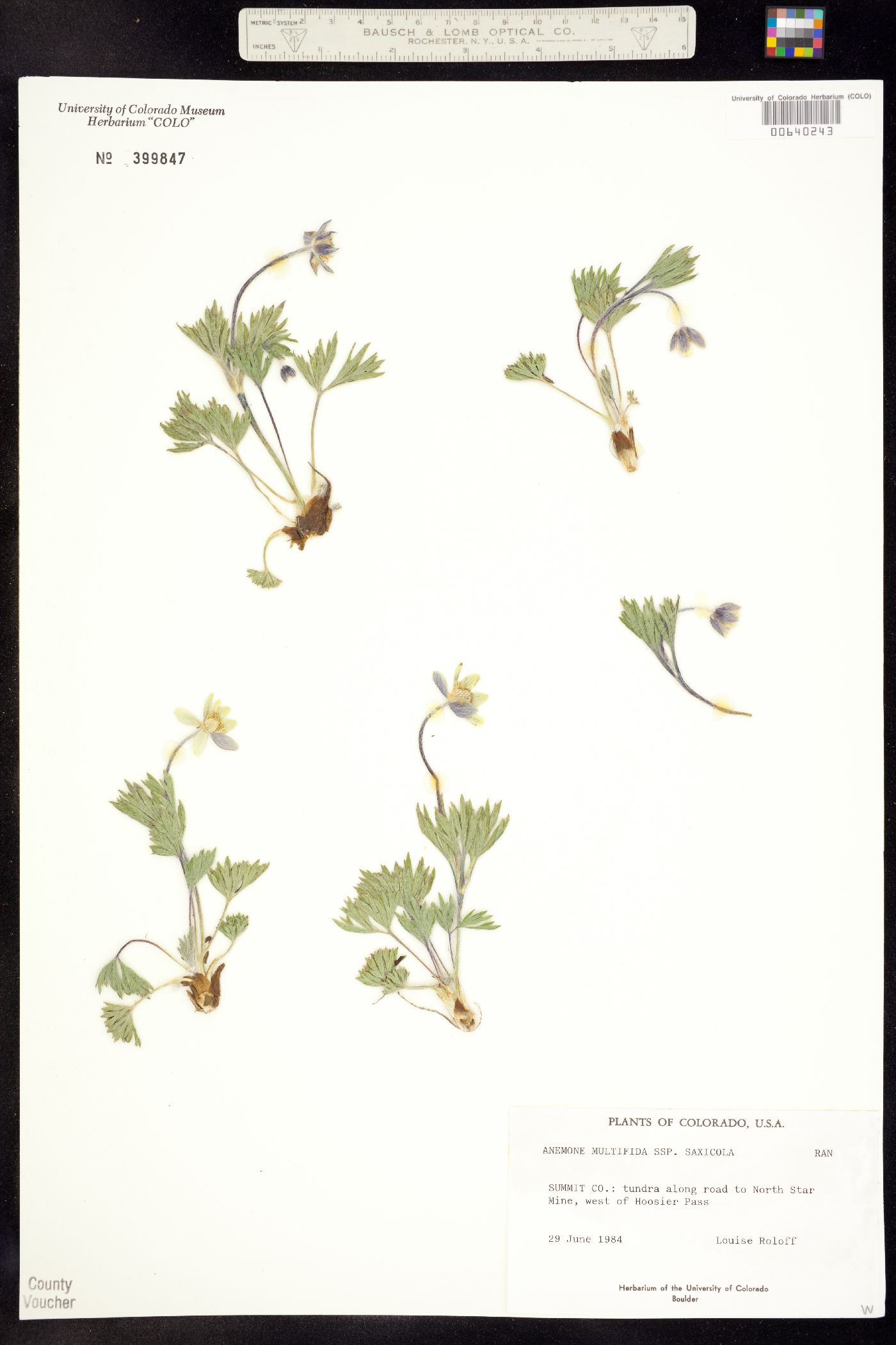 Anemone multifida image