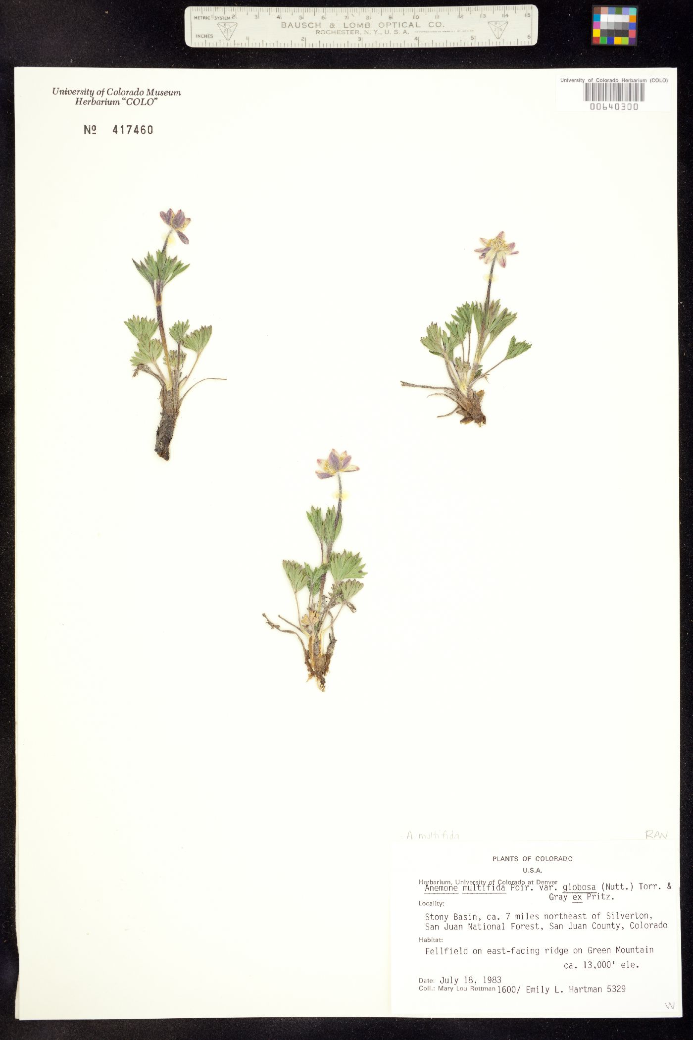 Anemone multifida var. multifida image