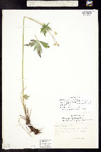 Image of Anemone riparia
