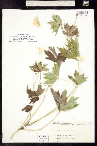 Image of Anemone canadensis