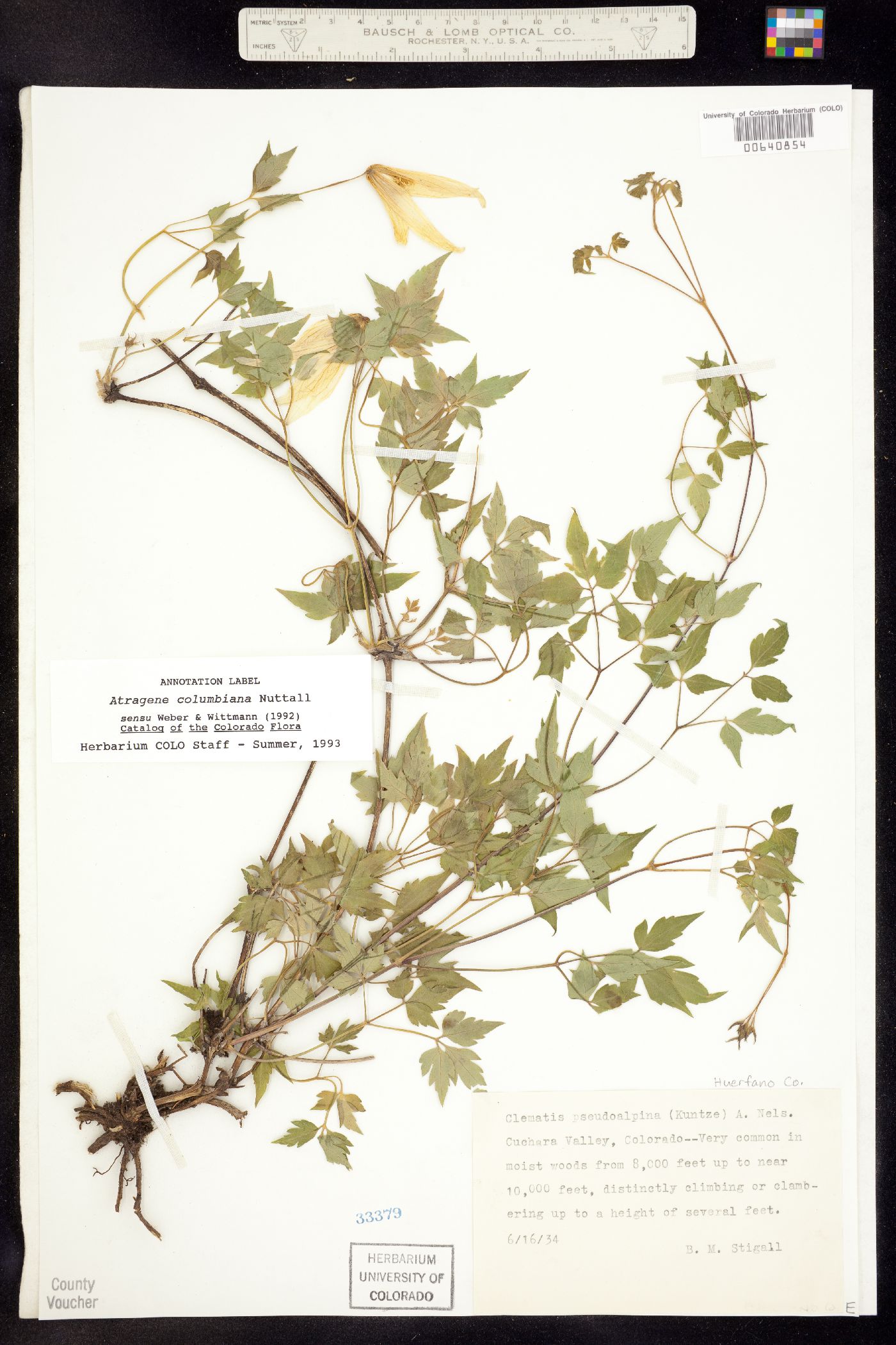 Clematis columbiana var. columbiana image