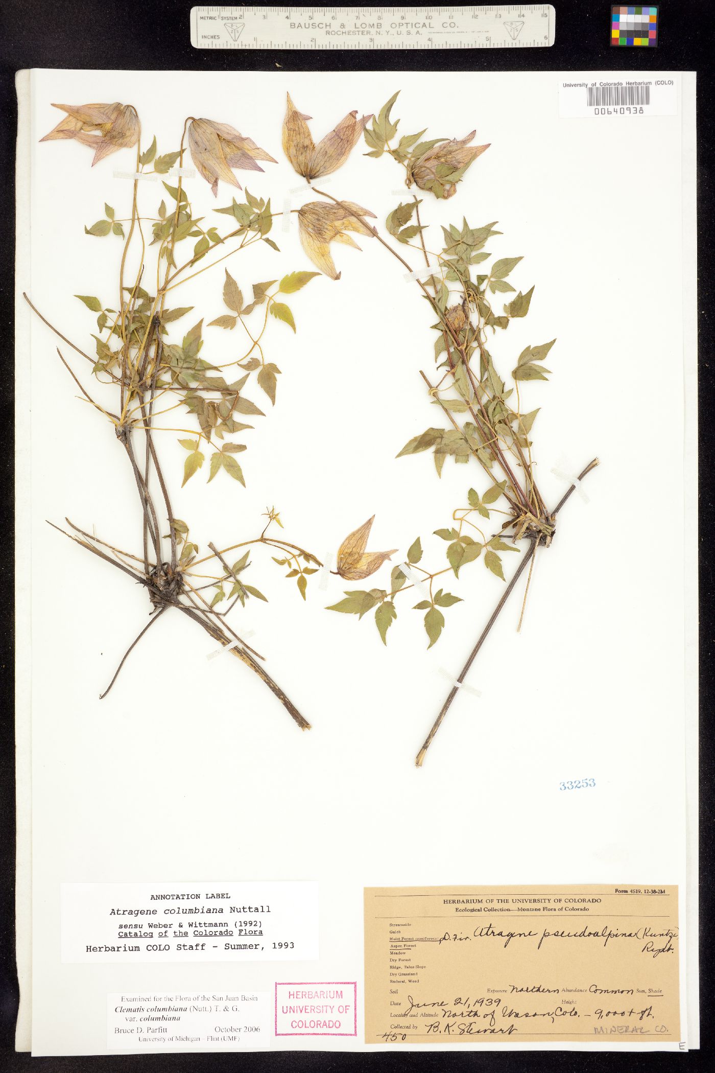 Clematis columbiana var. columbiana image