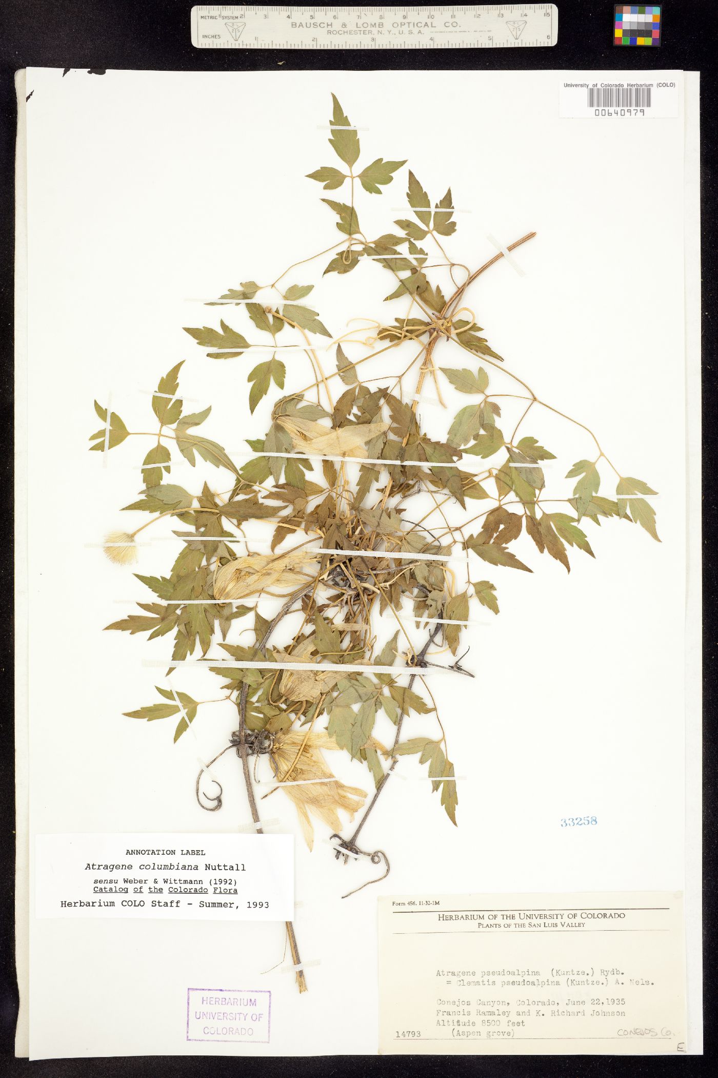 Atragene image