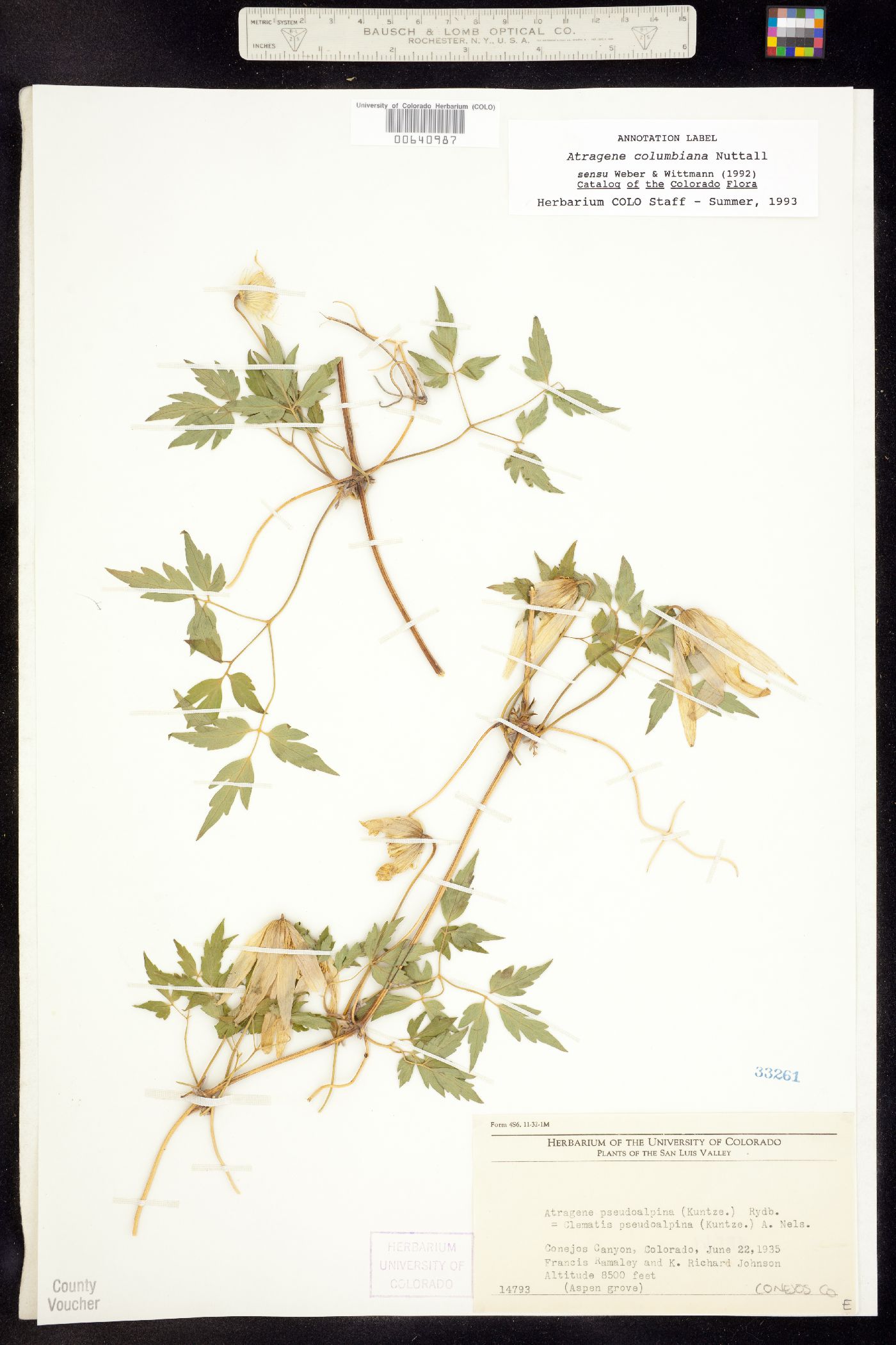 Clematis columbiana image