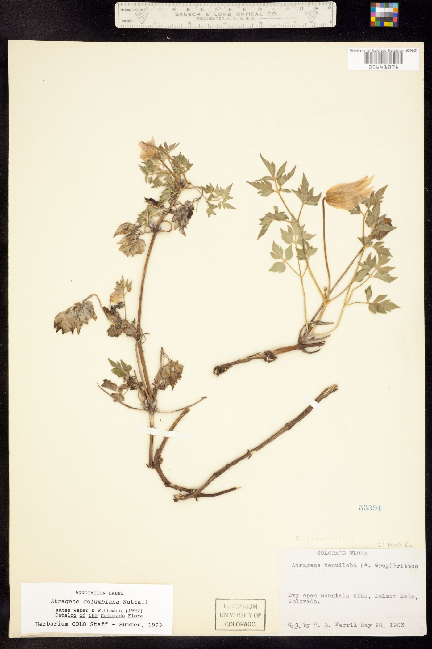 Clematis columbiana var. columbiana image