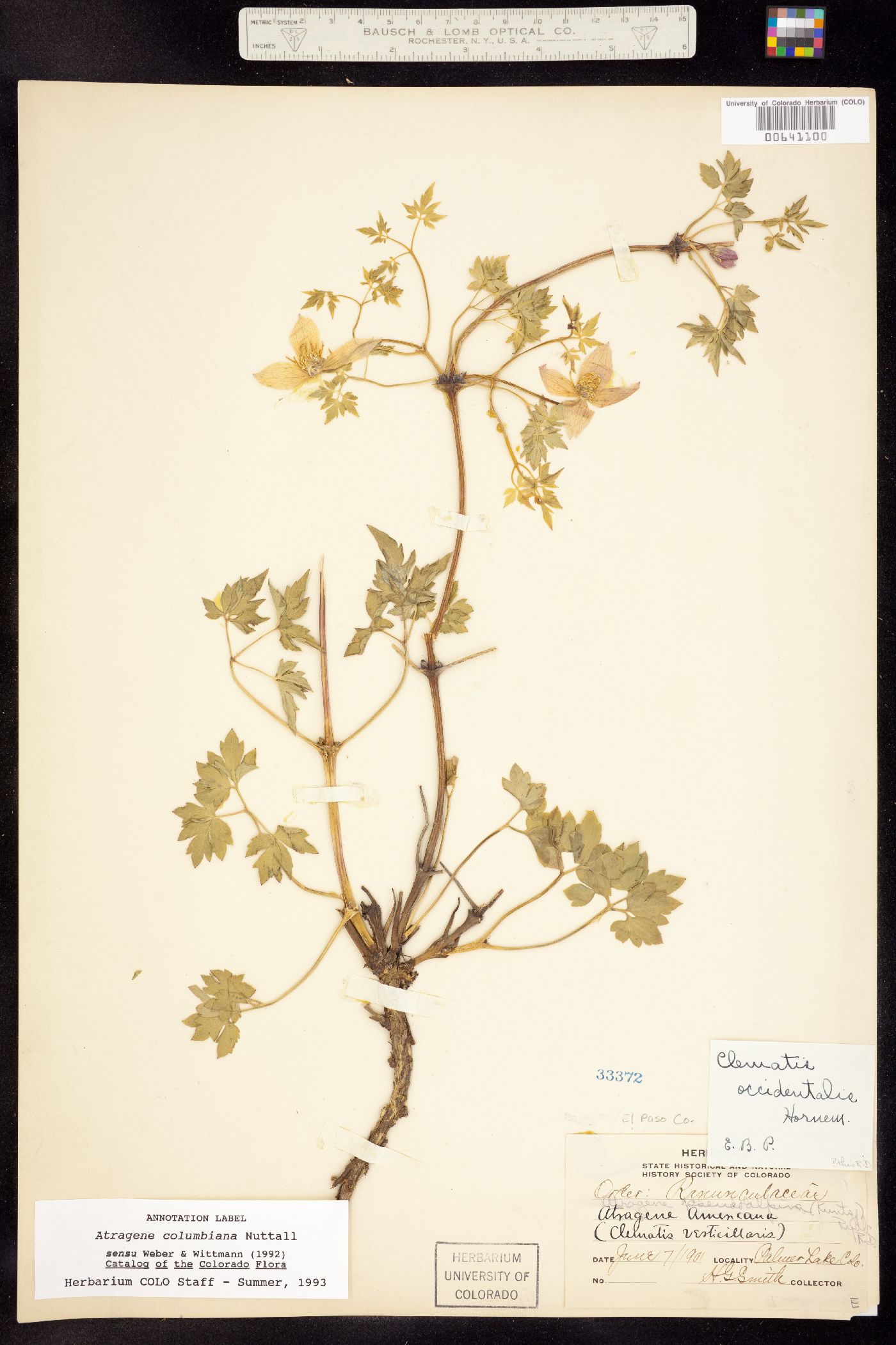 Clematis columbiana image
