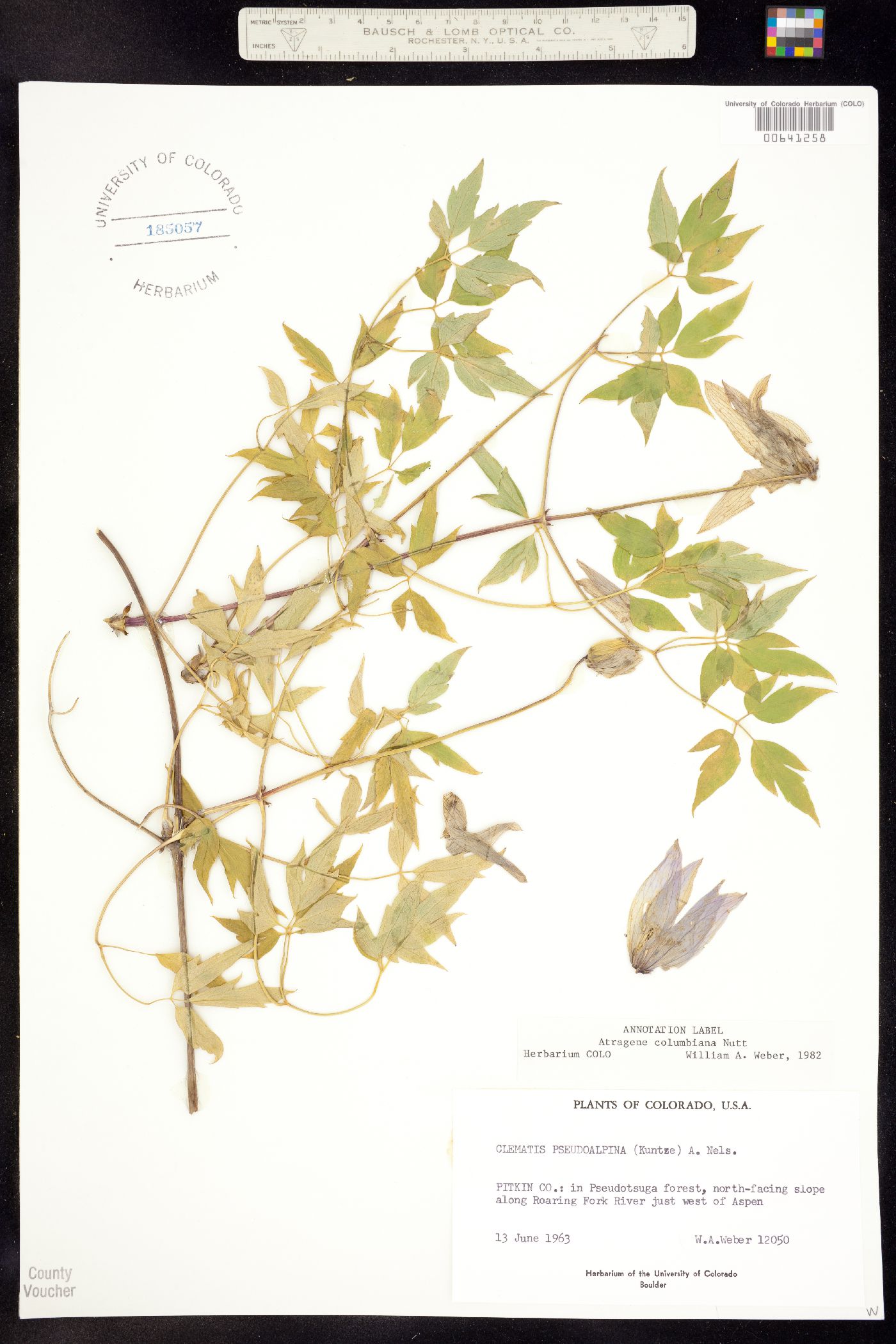 Clematis columbiana var. columbiana image