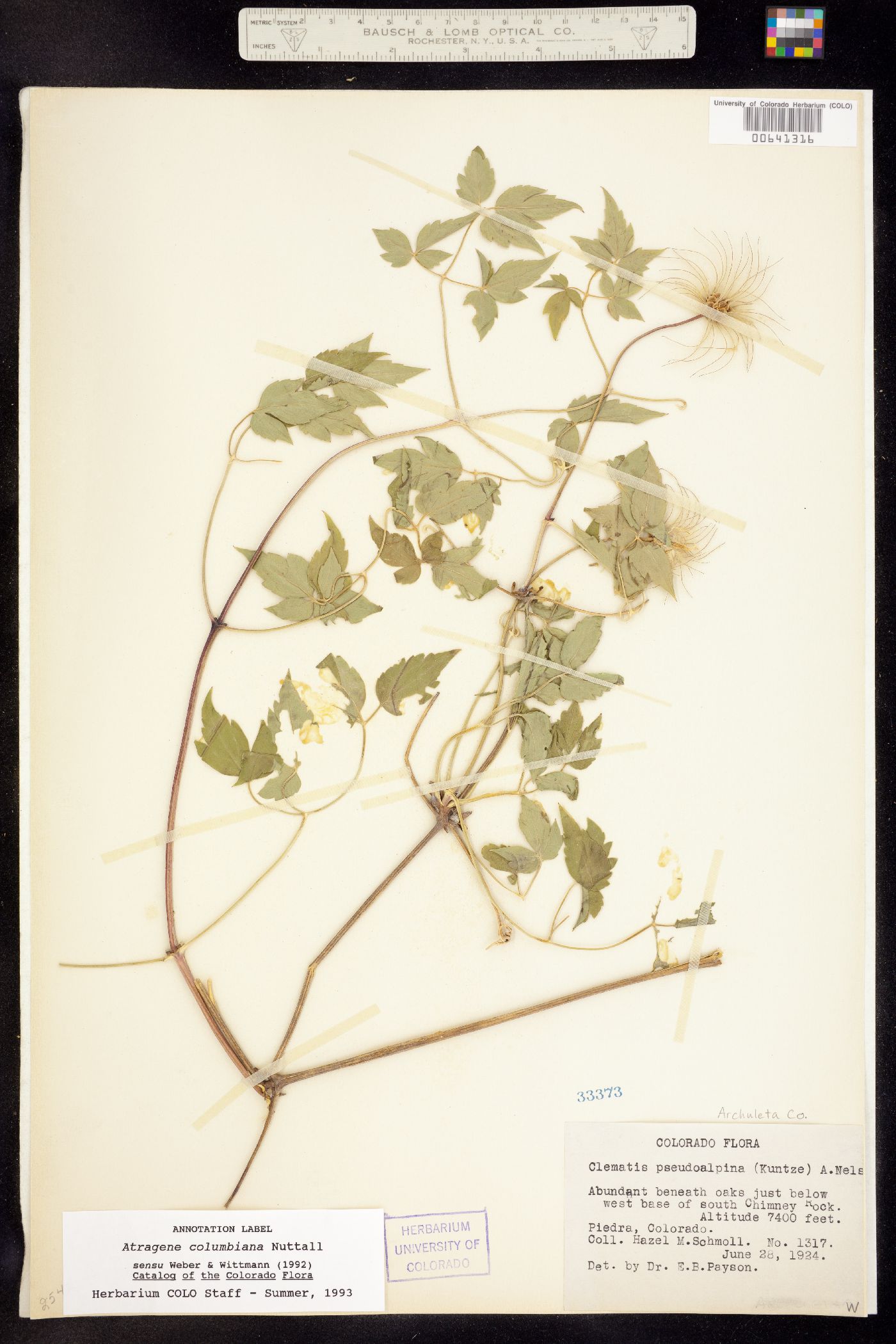 Clematis columbiana image