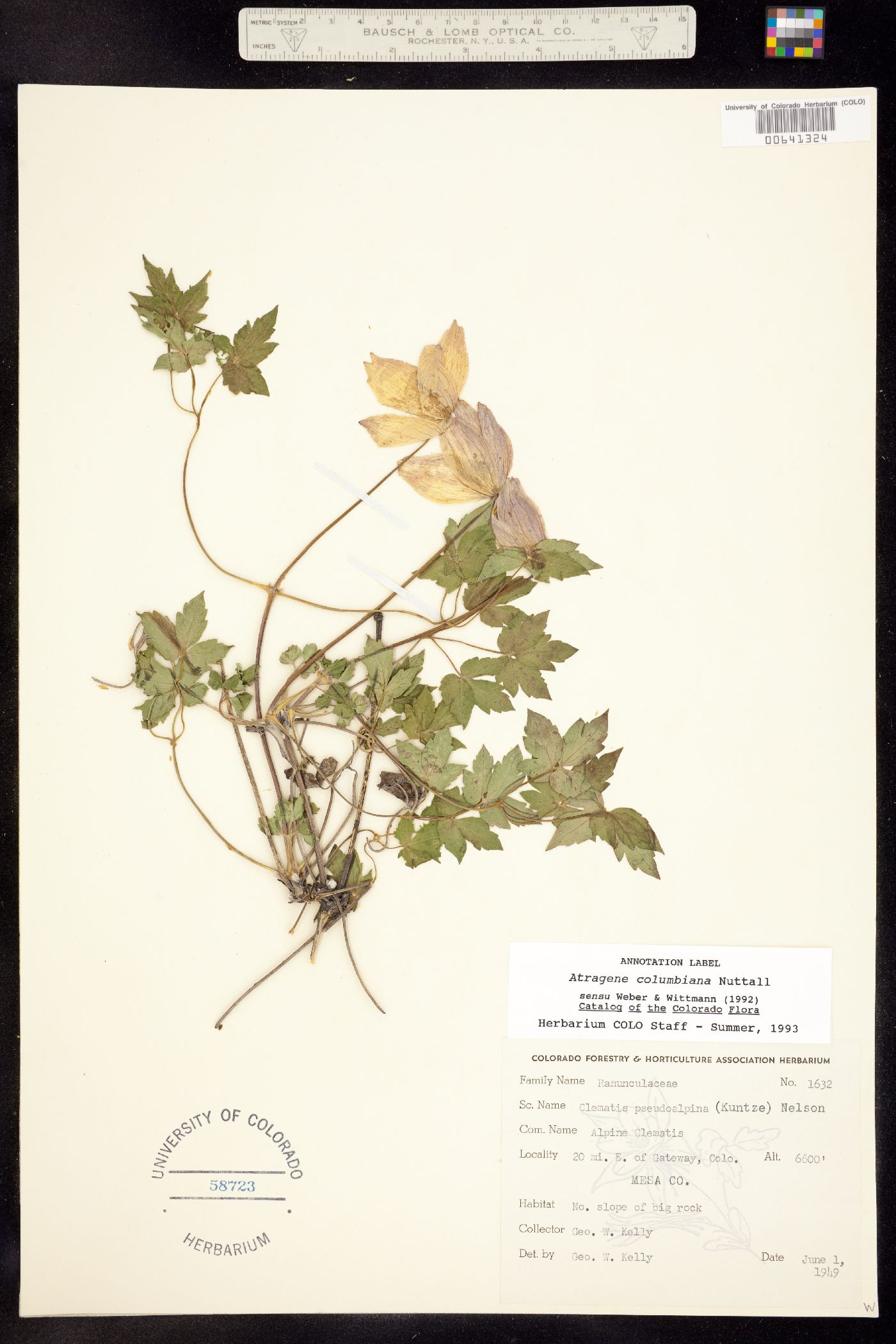 Clematis columbiana var. columbiana image