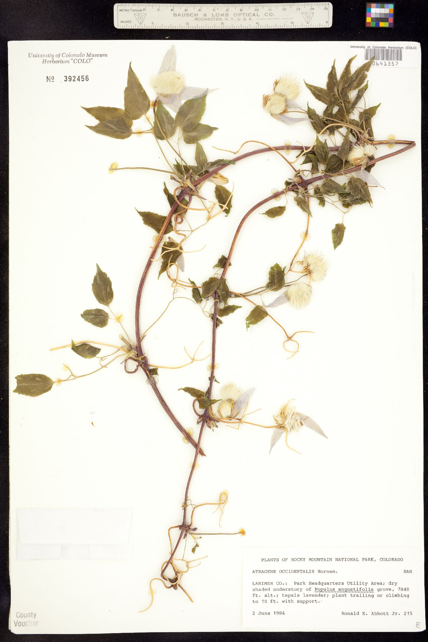 Clematis occidentalis var. occidentalis image