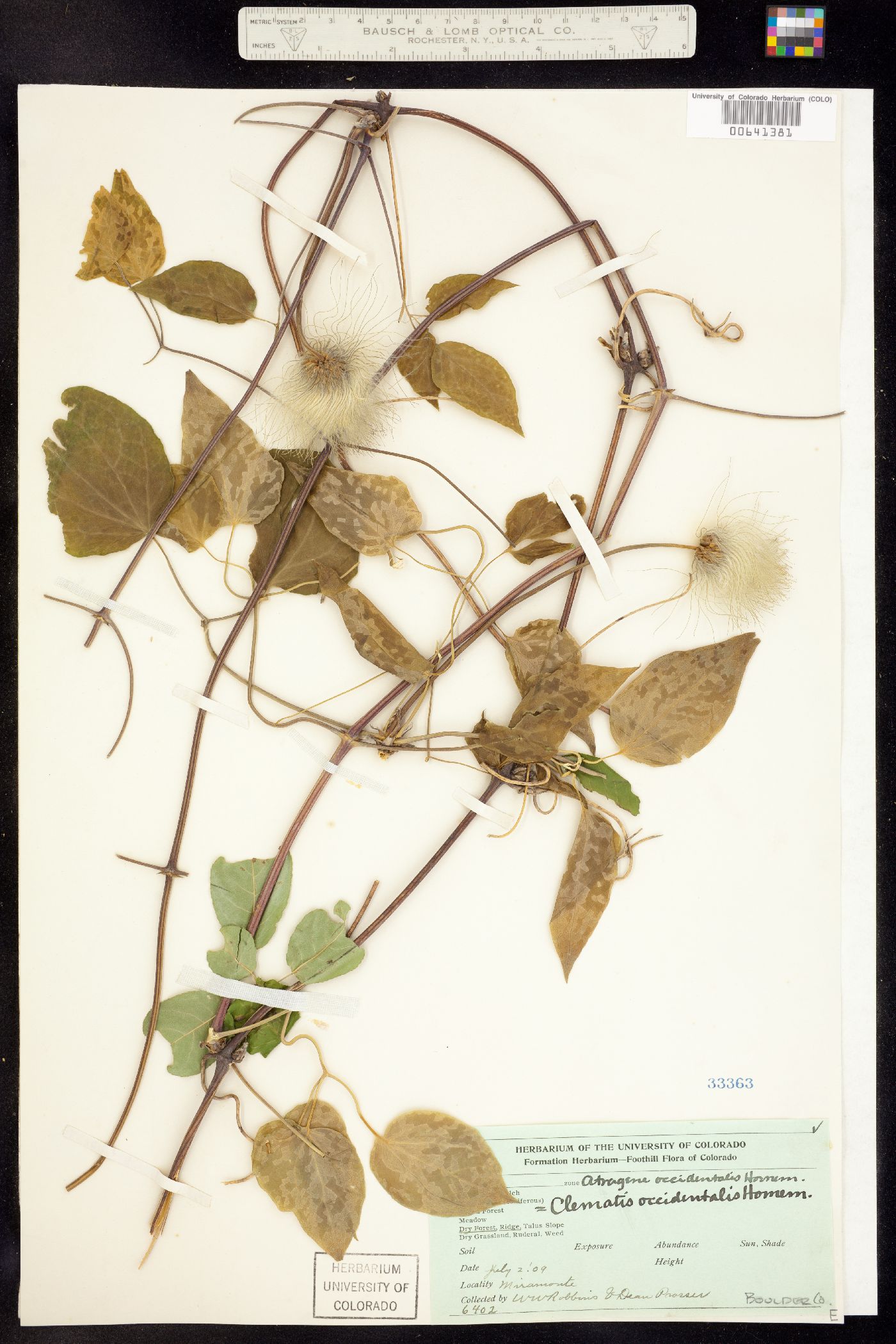Atragene image